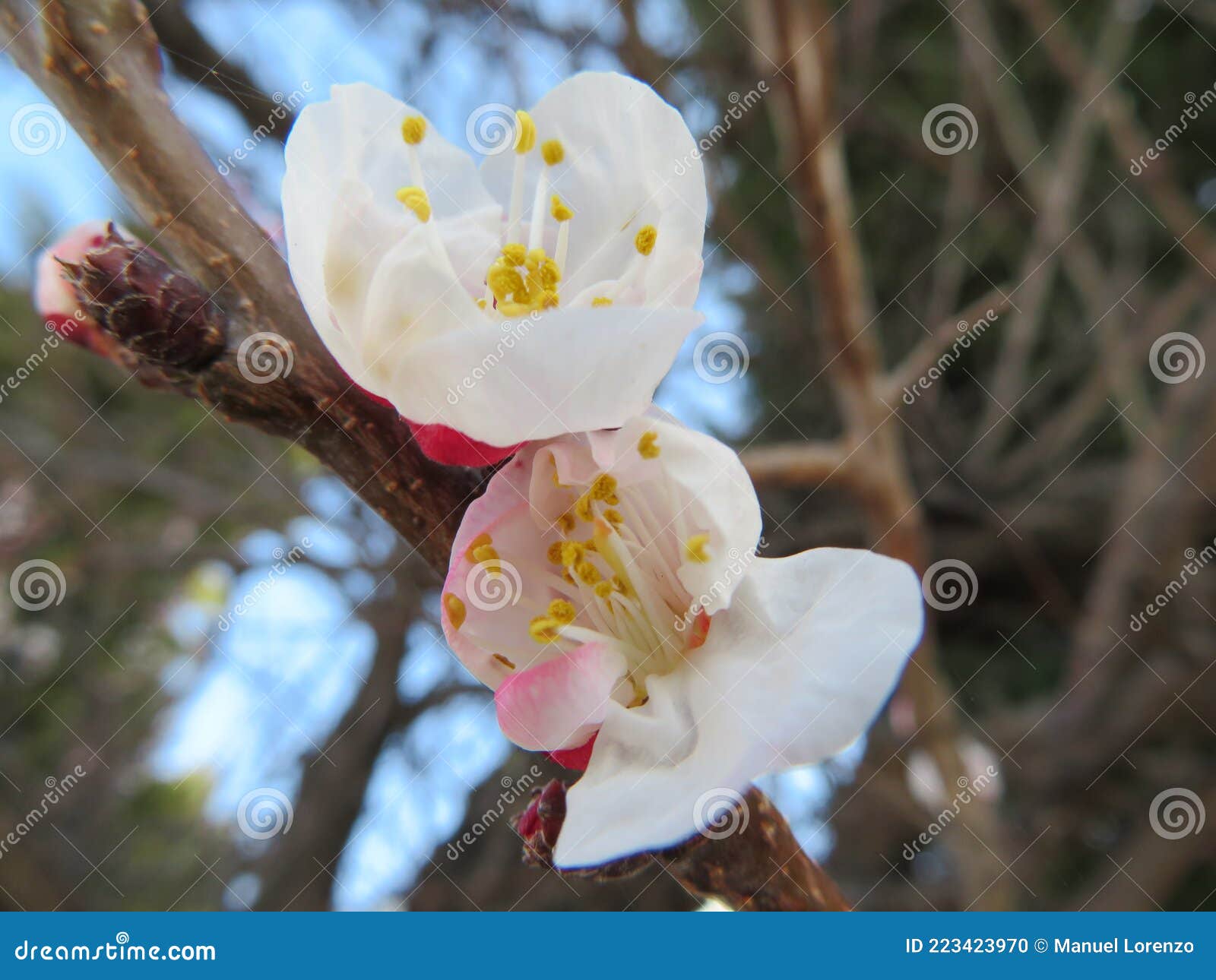 beautiful flowers of natural colors spring pollen aroma