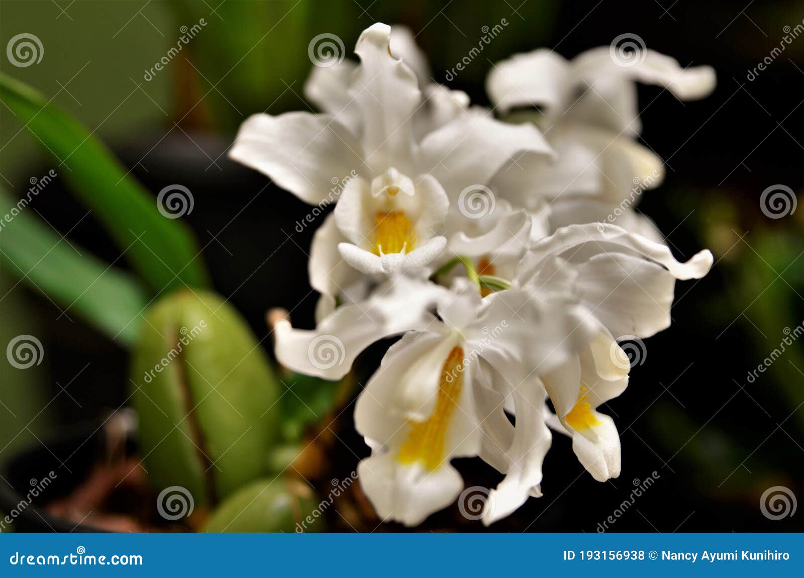 beautiful flowers of the orchid coelogyne cristata