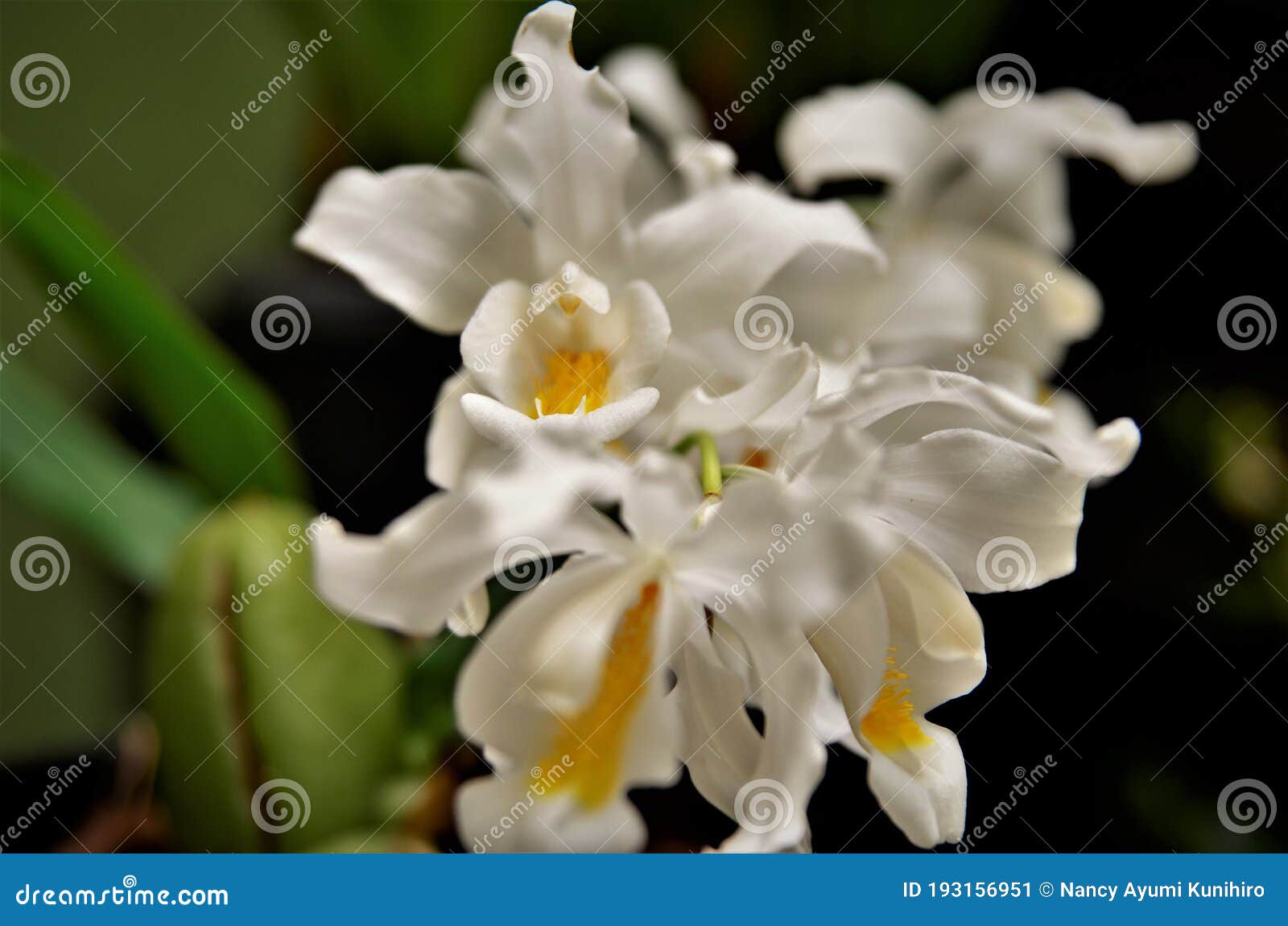 various flowers of the orchid coelogyne cristata