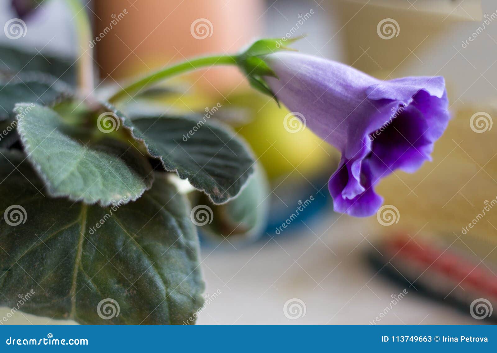 Flowers of Violet Gloxinia in a Pot Stock Image - Image of bloom, fragile:  113749663