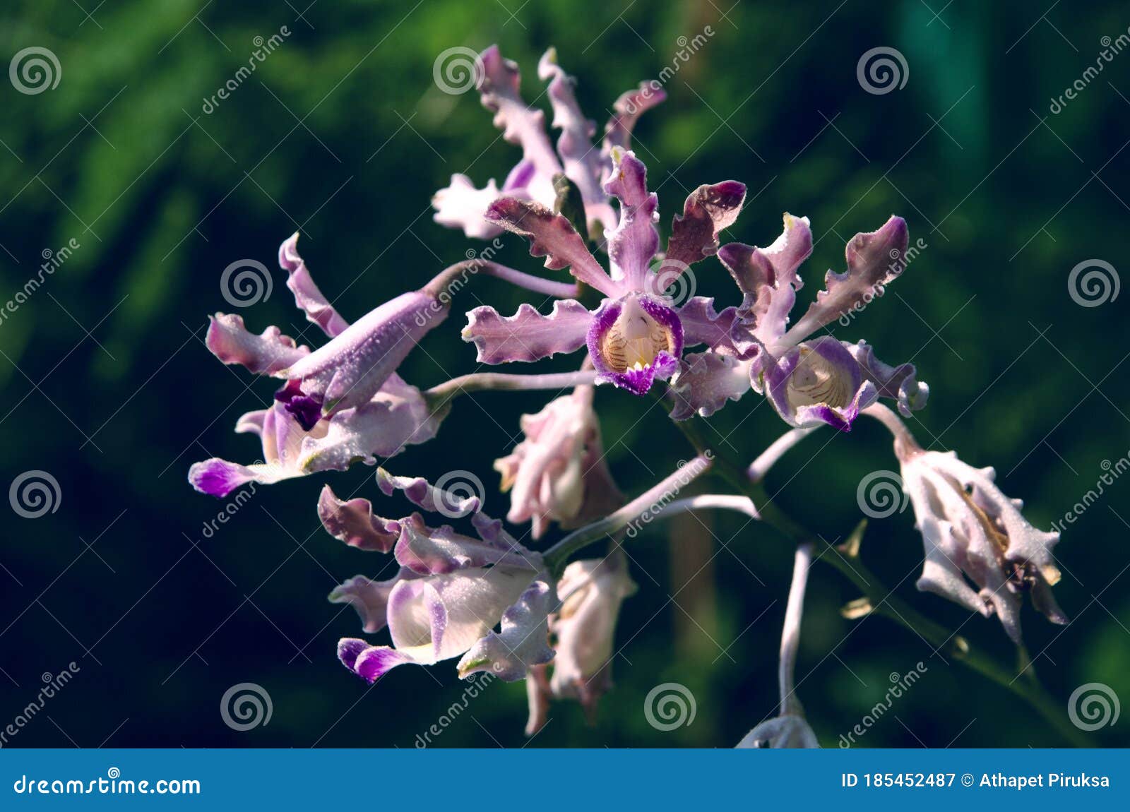 Beautiful Flowers of Schomburgkia Tibicinis Orchid in Sunlight Stock Image  - Image of beauty, botanical: 185452487