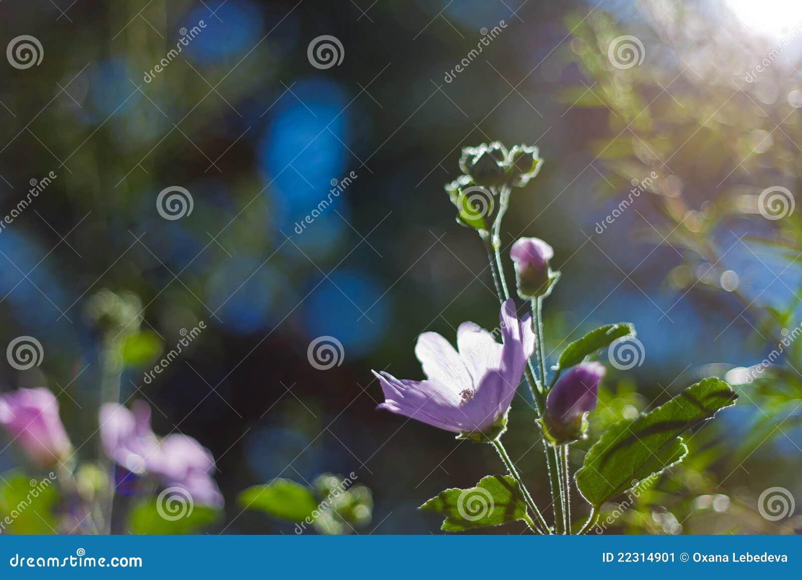 Beautiful Flowers in the Sky Stock Image Image of field, frost 22314901
