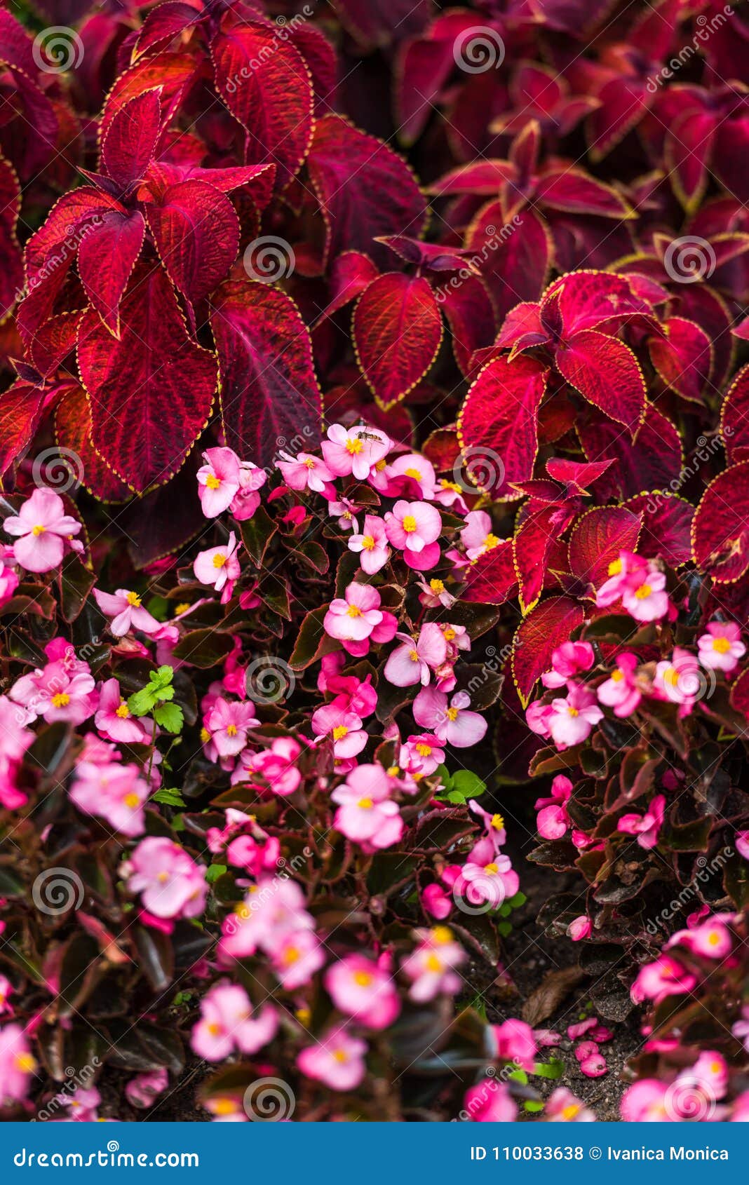 Beautiful Garden Flowers in the Sunny Day Stock Photo - Image of floral ...