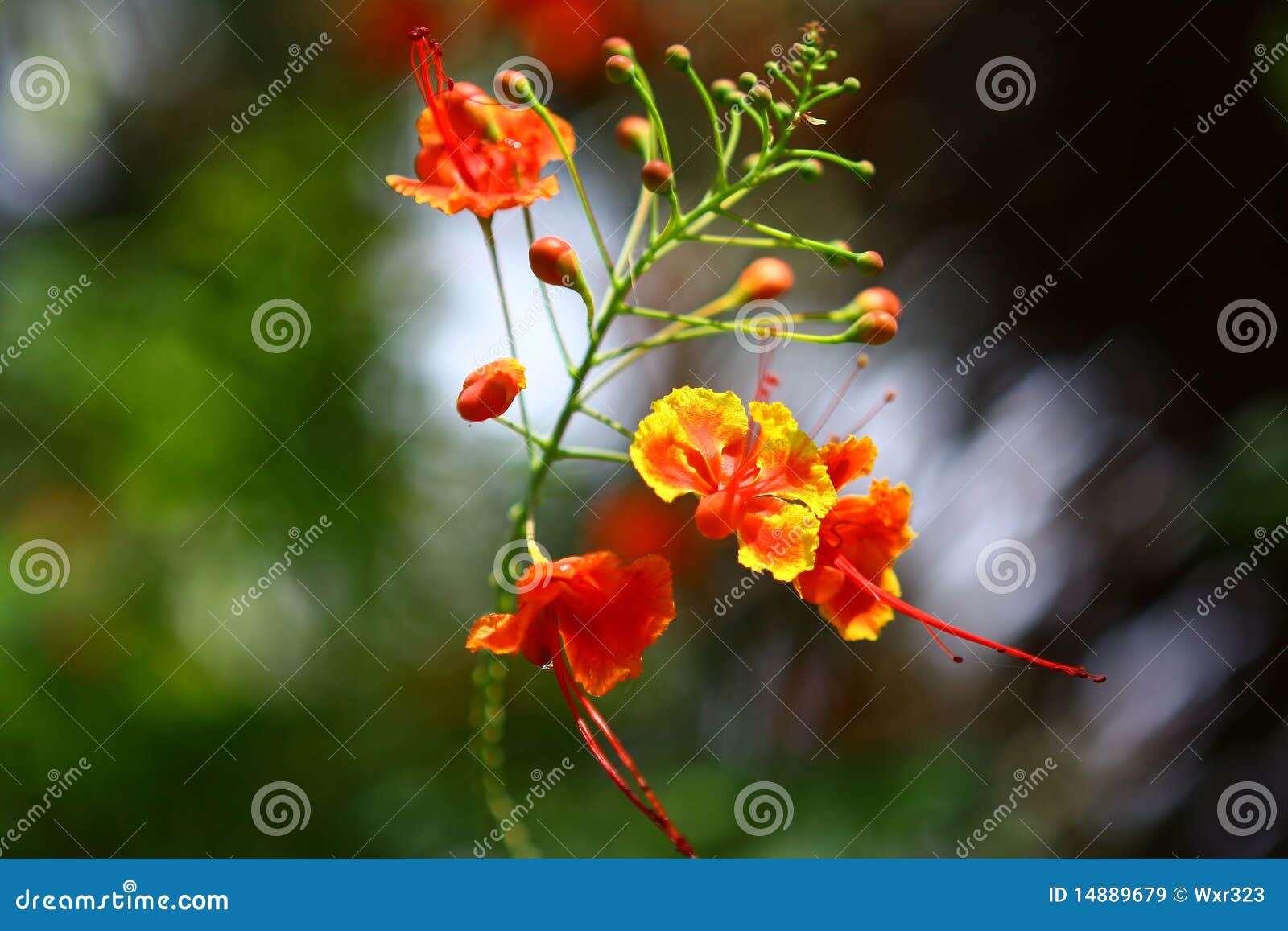 Beautiful Flowers in the Sunshine Stock Image - Image of maldives ...