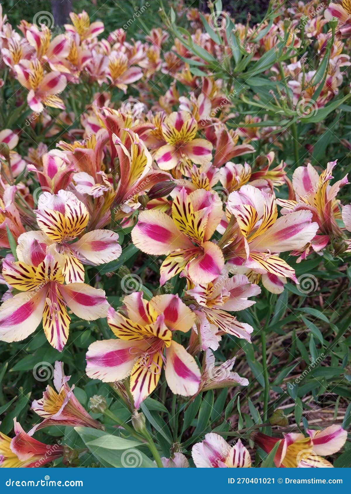 Beautiful Flowers in Sydney Stock Image Image of flowers, sydney