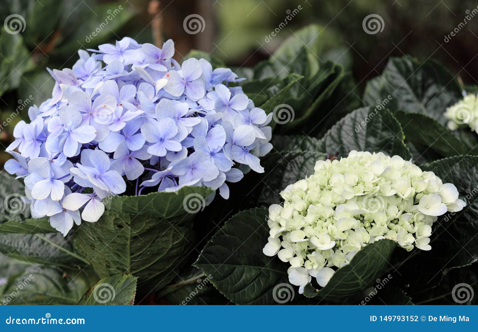 Beautiful Flowers Symbolize a Beautiful Life, and a Beautiful Life is