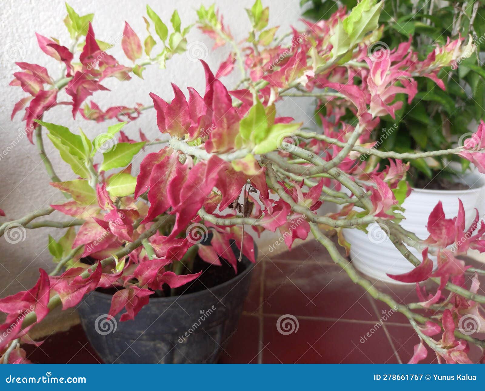 beautiful flowers with various color combination