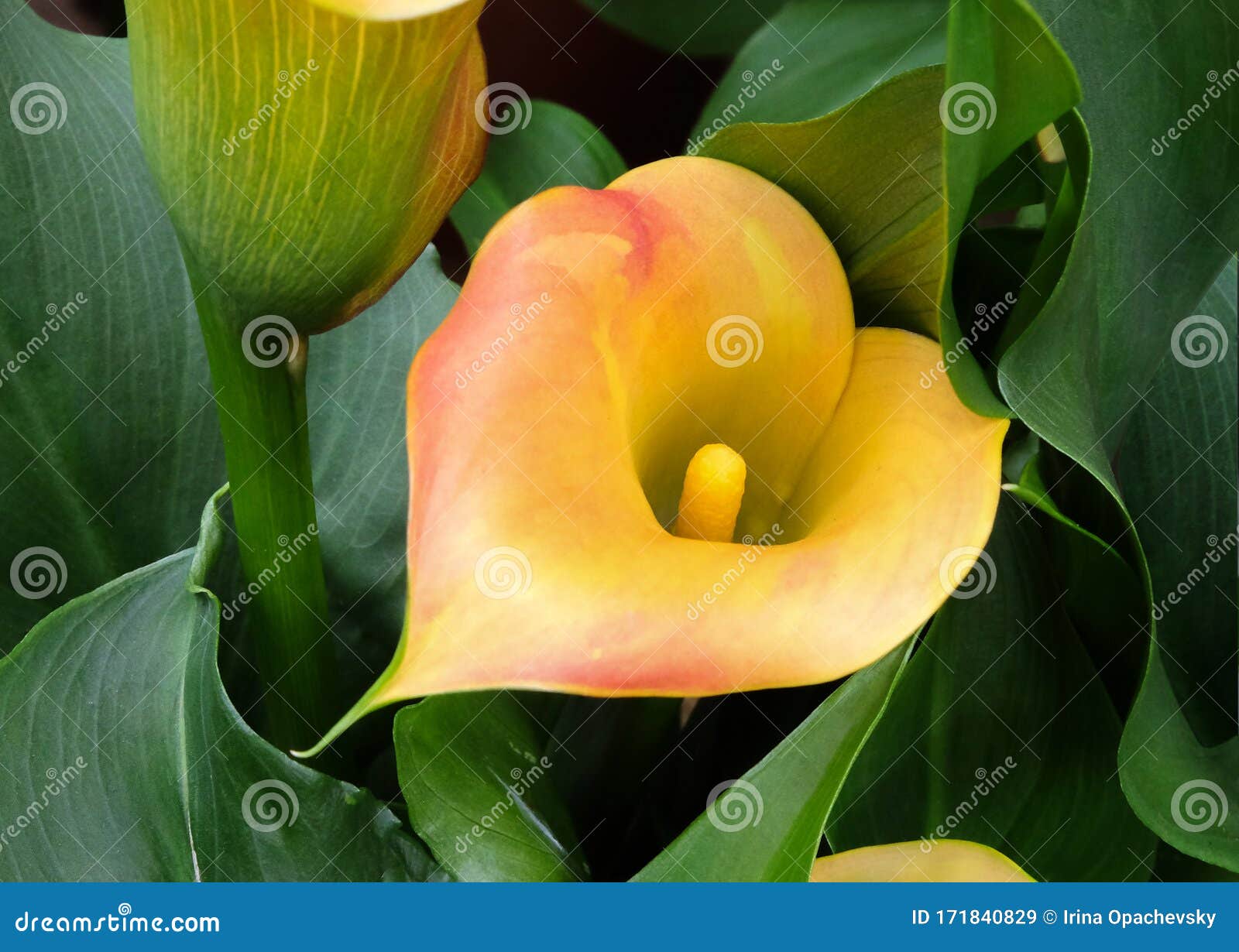 beautiful flowers of yellow calla captain amigo