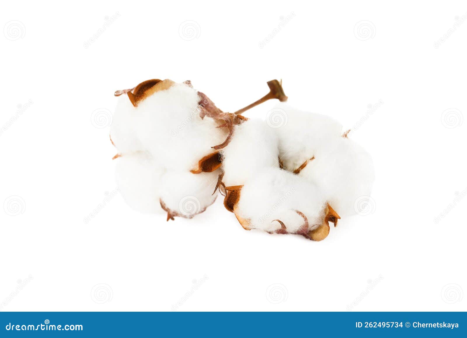 Beautiful Fluffy Cotton Flowers on White Background Stock Photo Image of natural, material