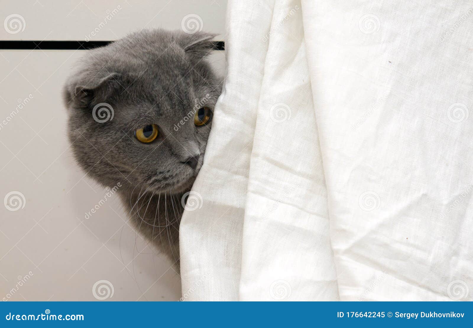 Beautiful Fluffy Cute Cat Poses As A Model Stock Image Image Of Model Cute 176642245