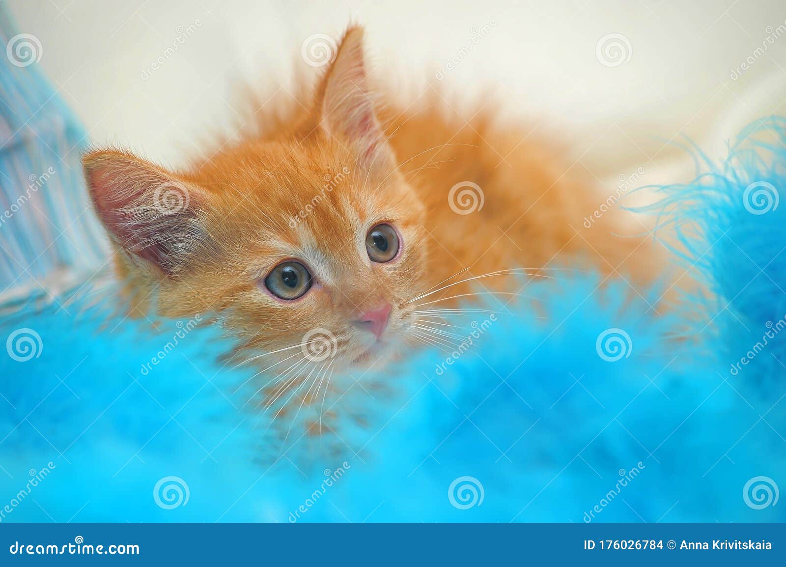 Fluffy Ginger Kitten in Cattery Stock Photo Image of nose, mature