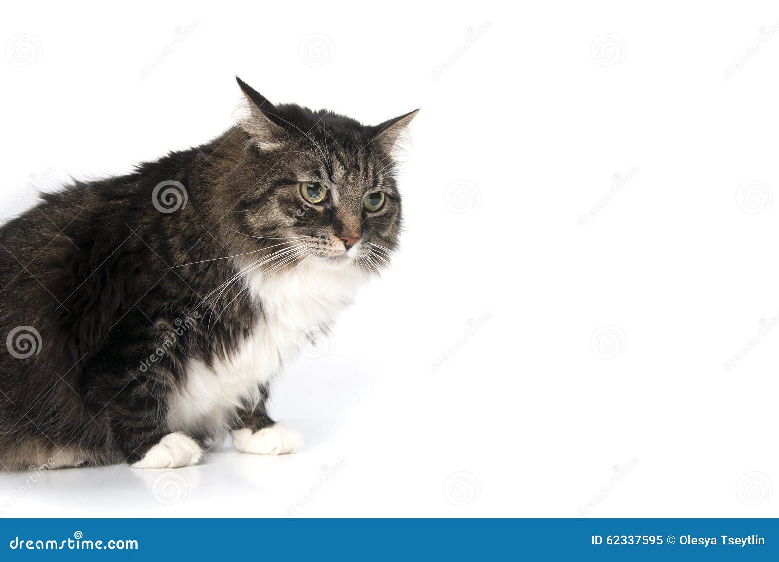 34,664 Angry Cat Stock Photos - Free & Royalty-Free Stock Photos from  Dreamstime