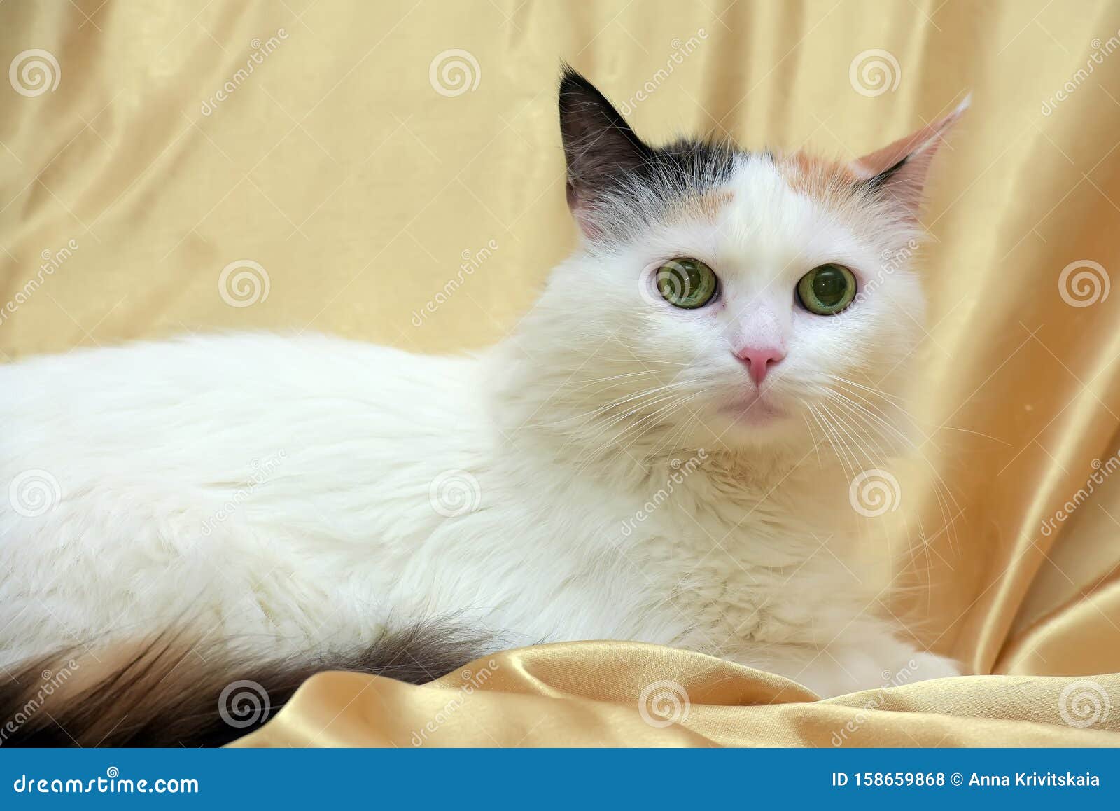 Fluffy Threecolored Cat with a Fluffy Tail Stock Photo Image of pink