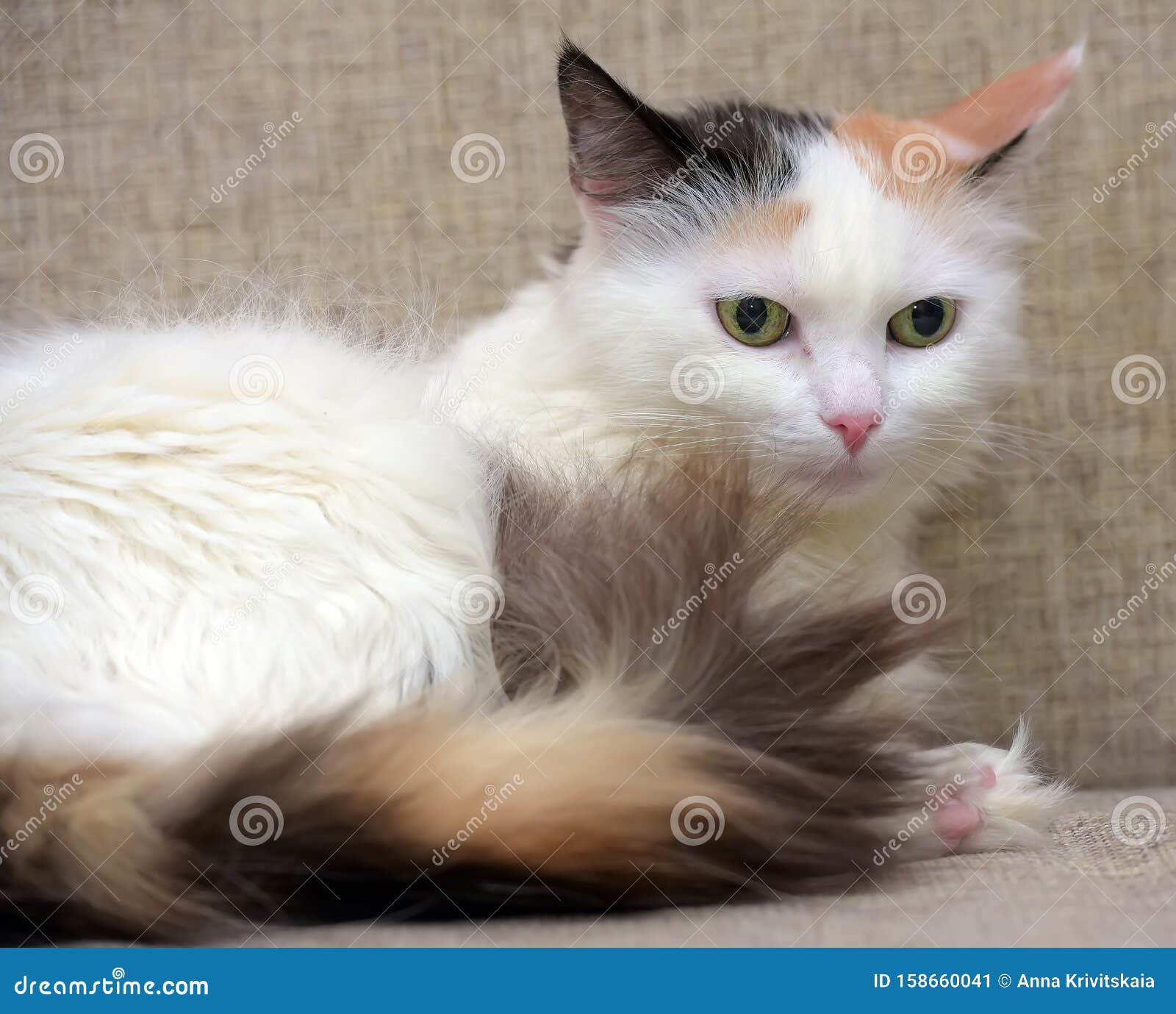 Fluffy Threecolored Cat with a Fluffy Tail Stock Image Image of nose, angry 158660041