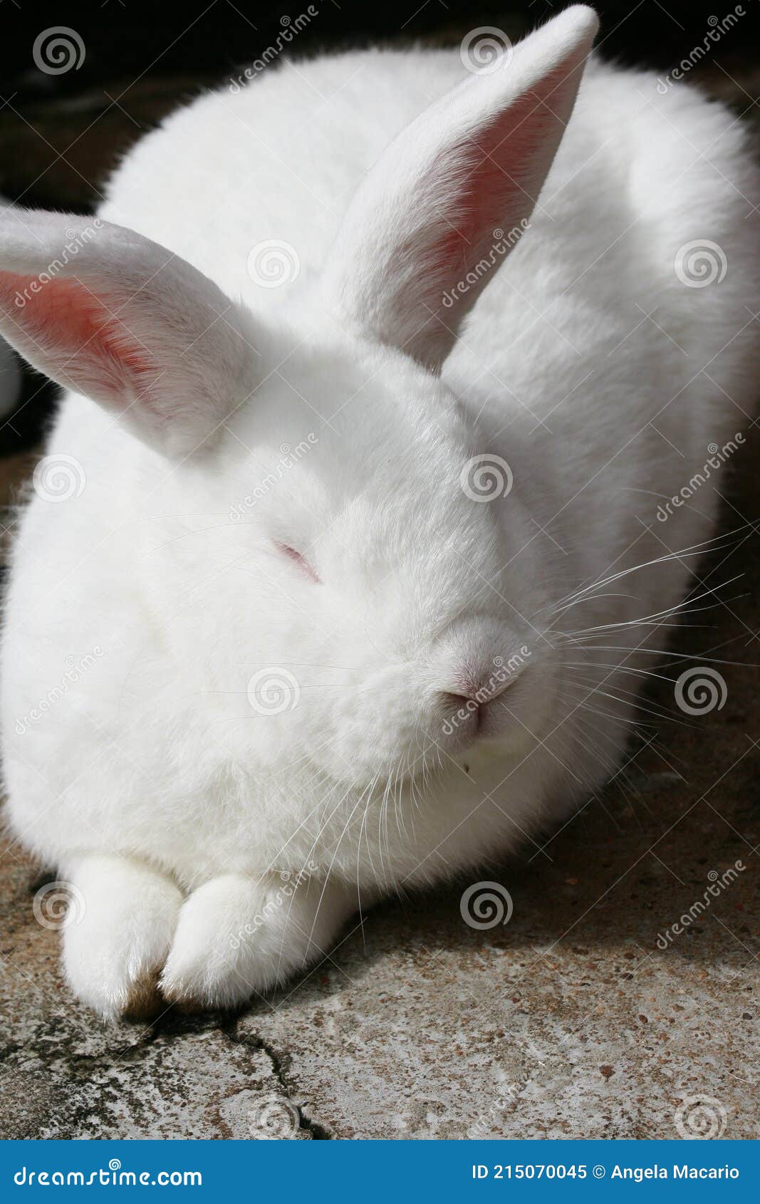 a fluffy white rabbit lying down.