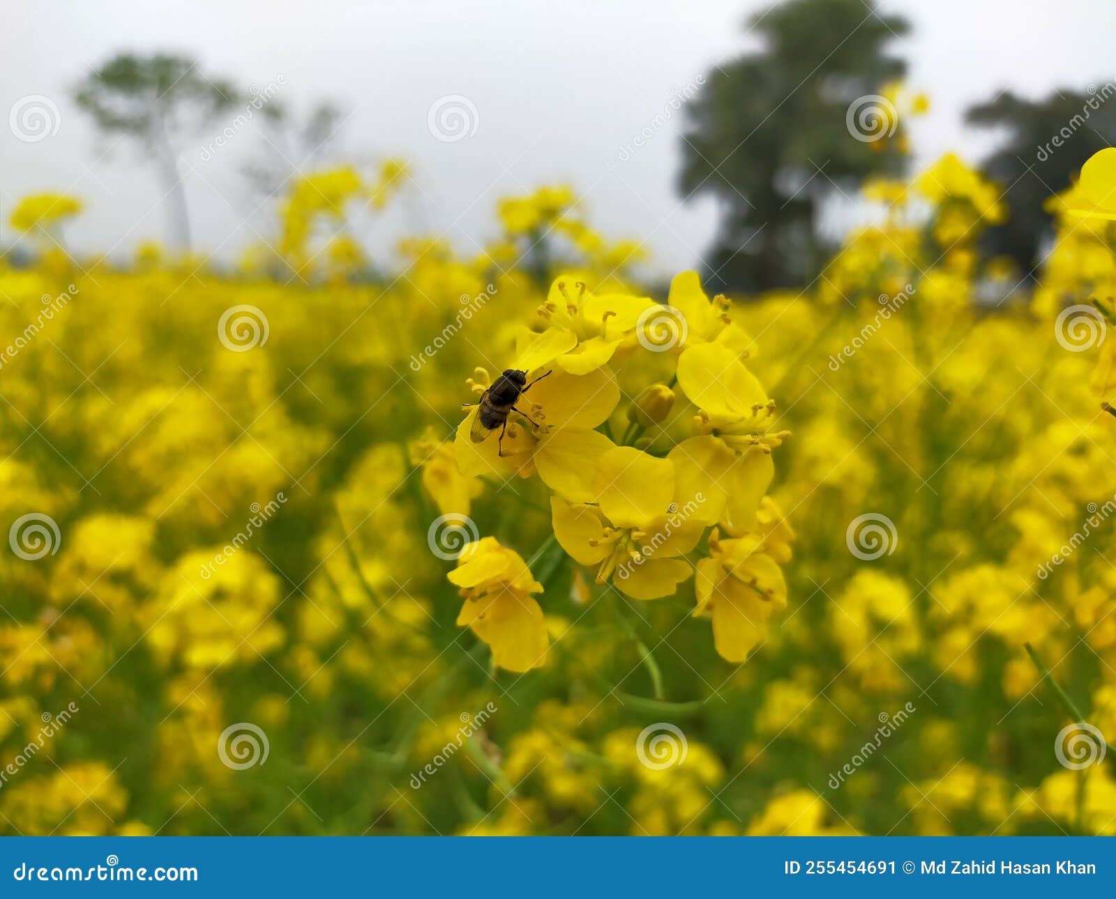 A Beautiful Fly on a Mustard Flower Stock Image Image of wildflower