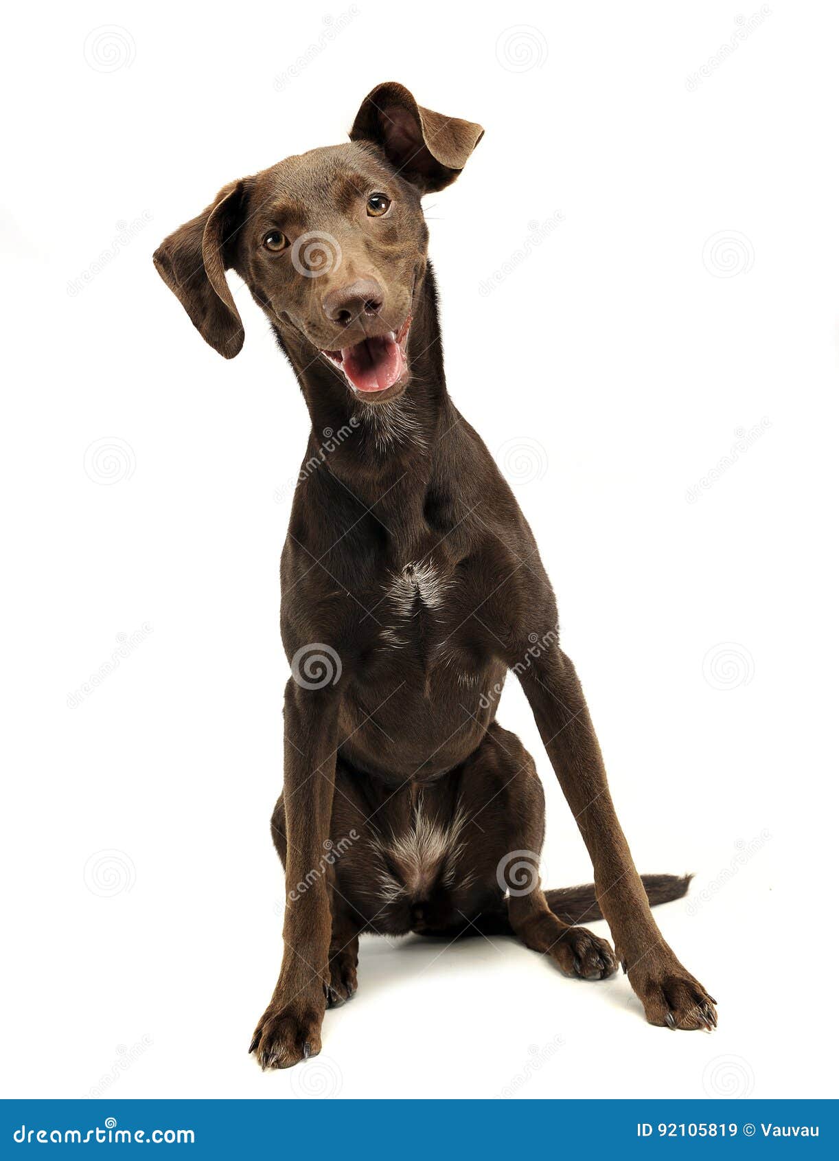 Beautiful Flying Ears Mixed Breed Dog Listen in a White Studio Stock Image Image of breed