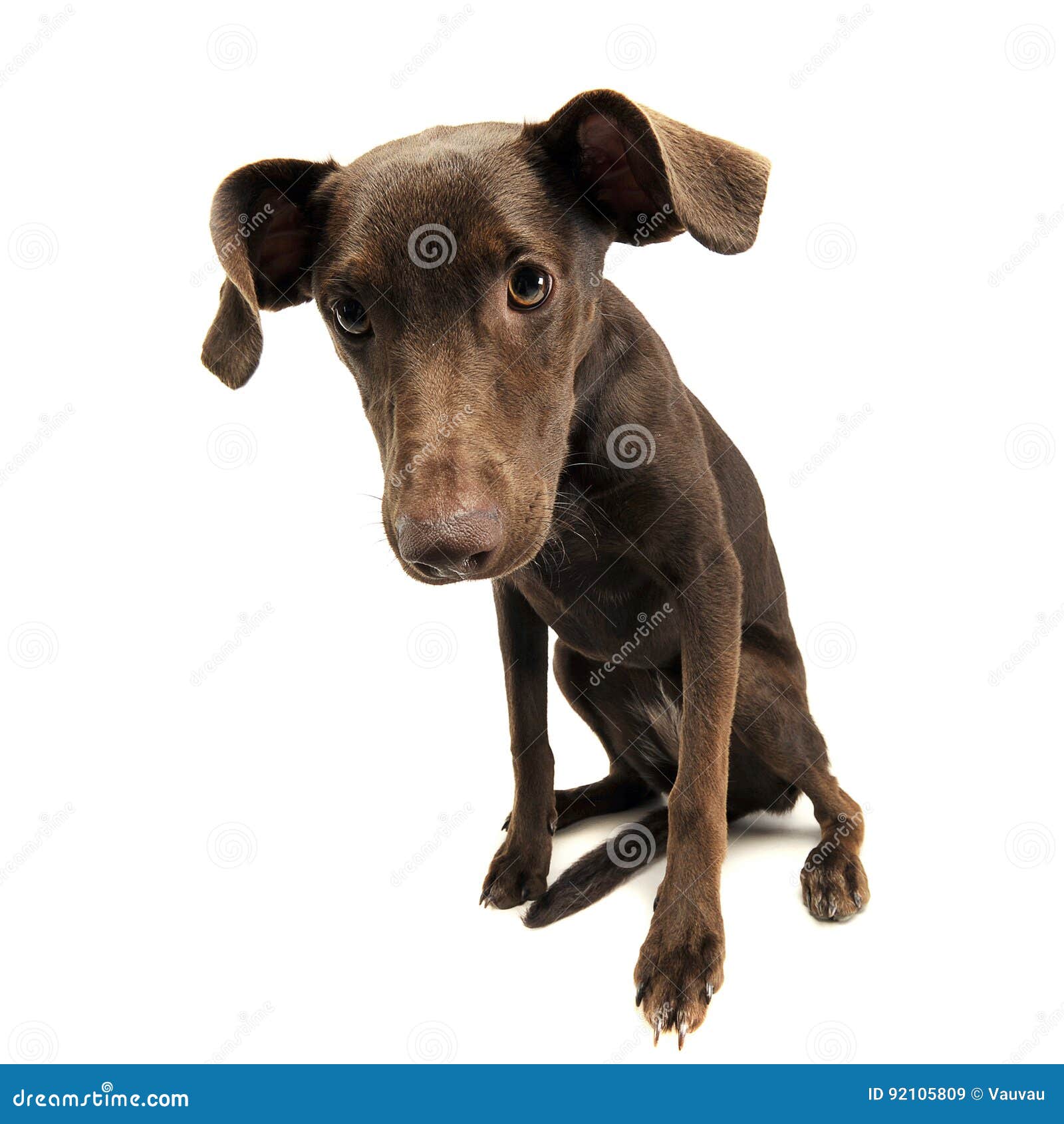 Beautiful Flying Ears Mixed Breed Dog Looking into the Camera in Stock Image Image of legth