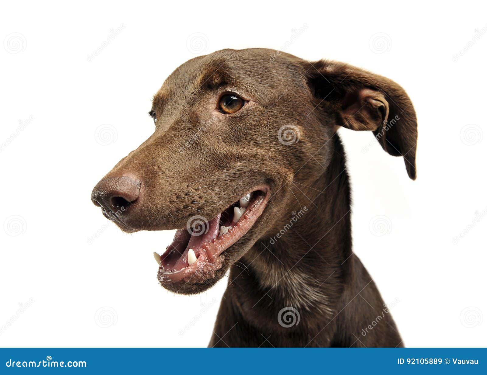 Beautiful Flying Ears Mixed Breed Dog Portrait in White Studio Stock Image Image of ears