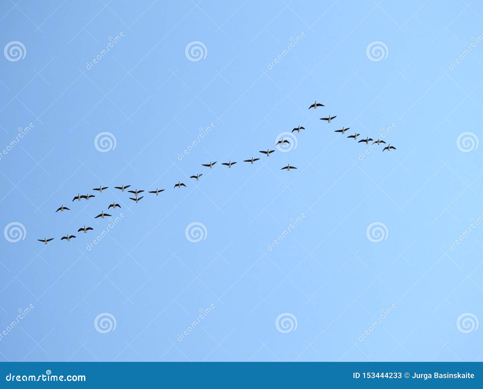 flying goose birds in blue sky, lithuania