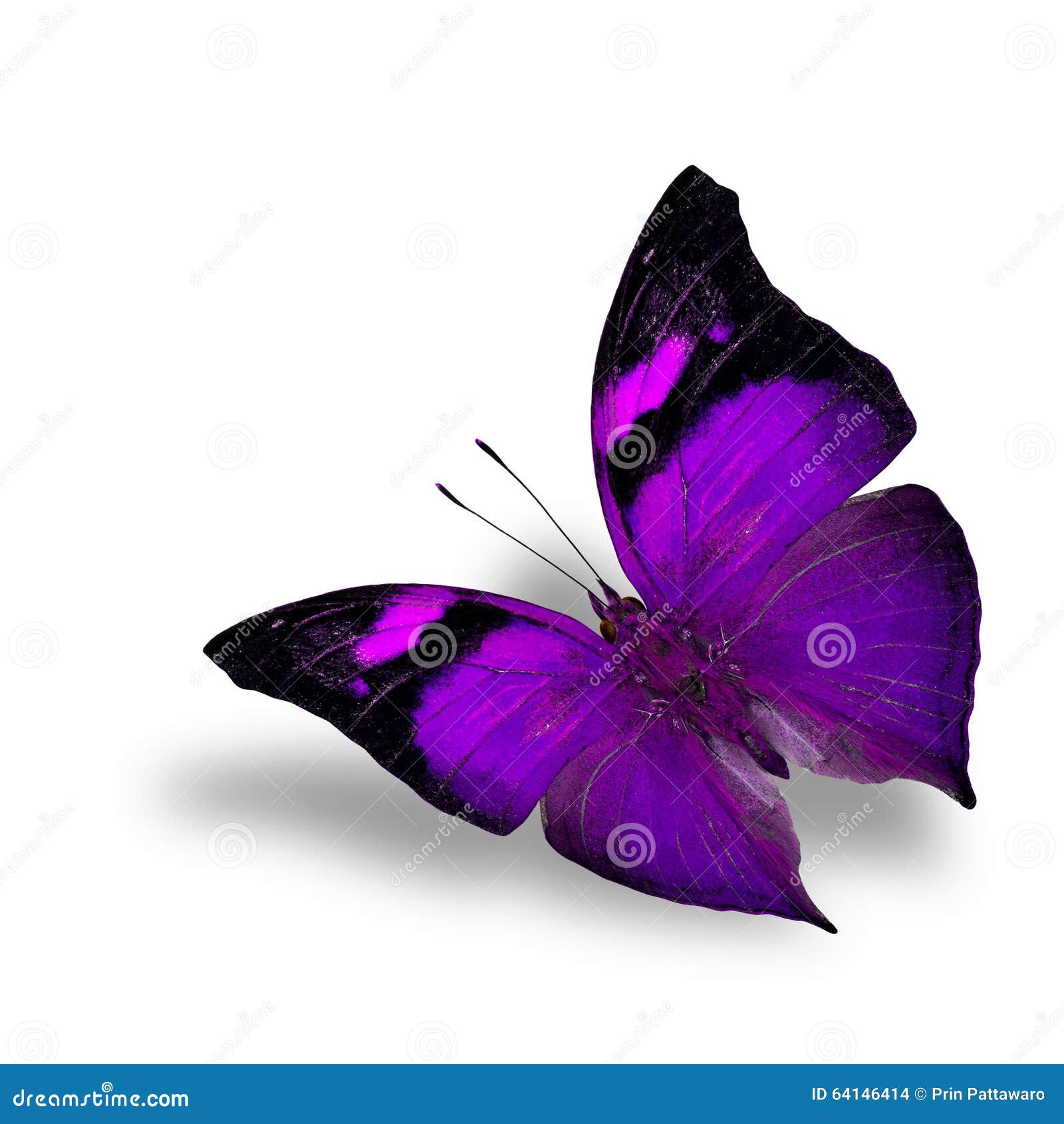 purple and white butterfly background