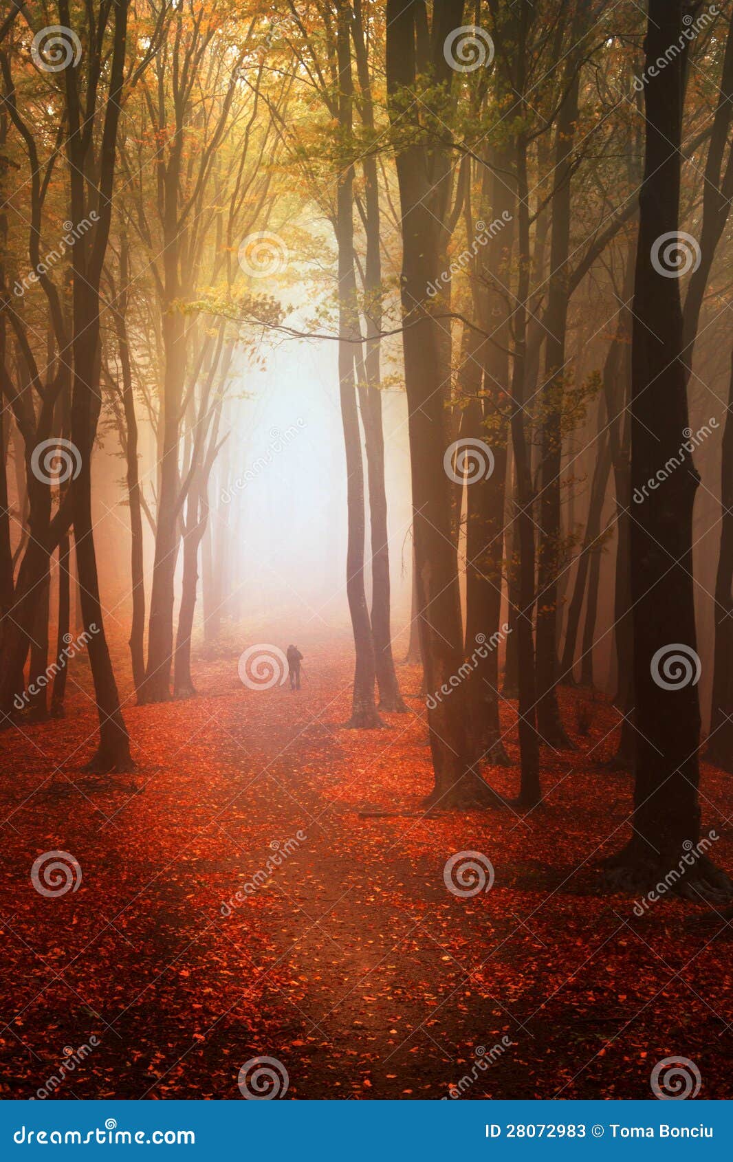 beautiful forest during autumn