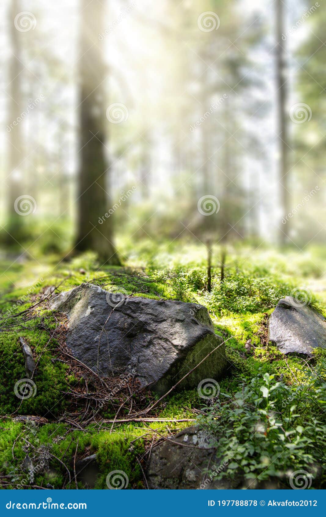 Beautiful Forest Background with Sun Rays. Natural Scene for Product  Presentation Stock Photo - Image of bright, coniferous: 197788878