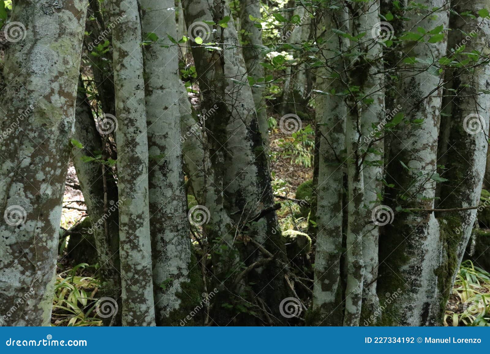 Beautiful Forest Bean Trees Nature Shade Green Leaves Stock Photo