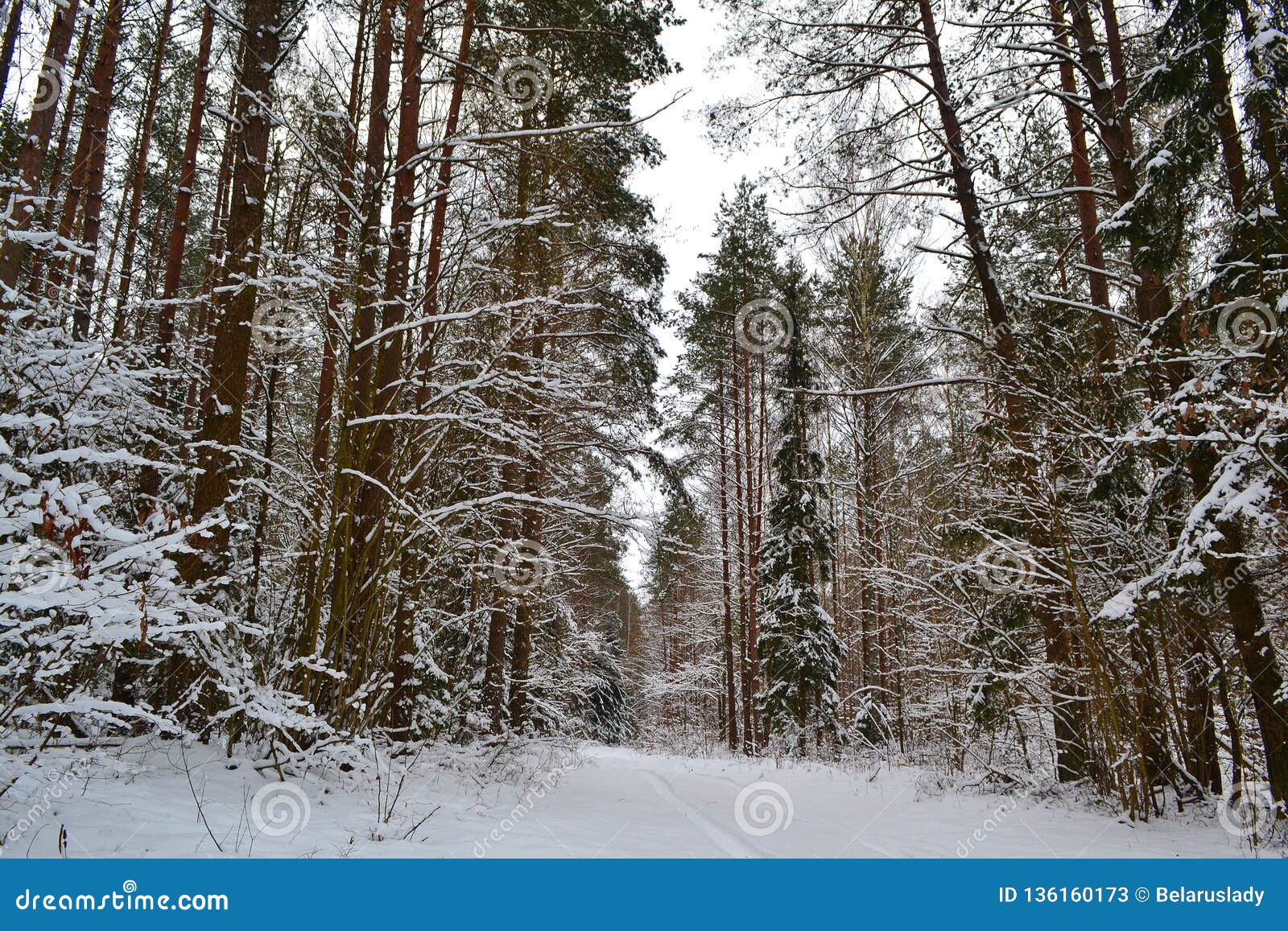 Beautiful Forest Landscape Natural Park Forest Pine Trees Background