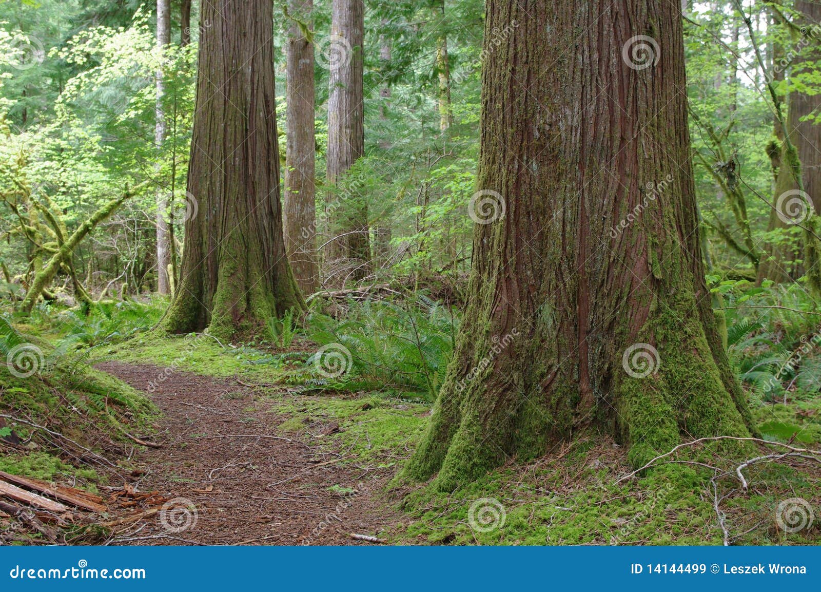 beautiful forest of pacific northwest