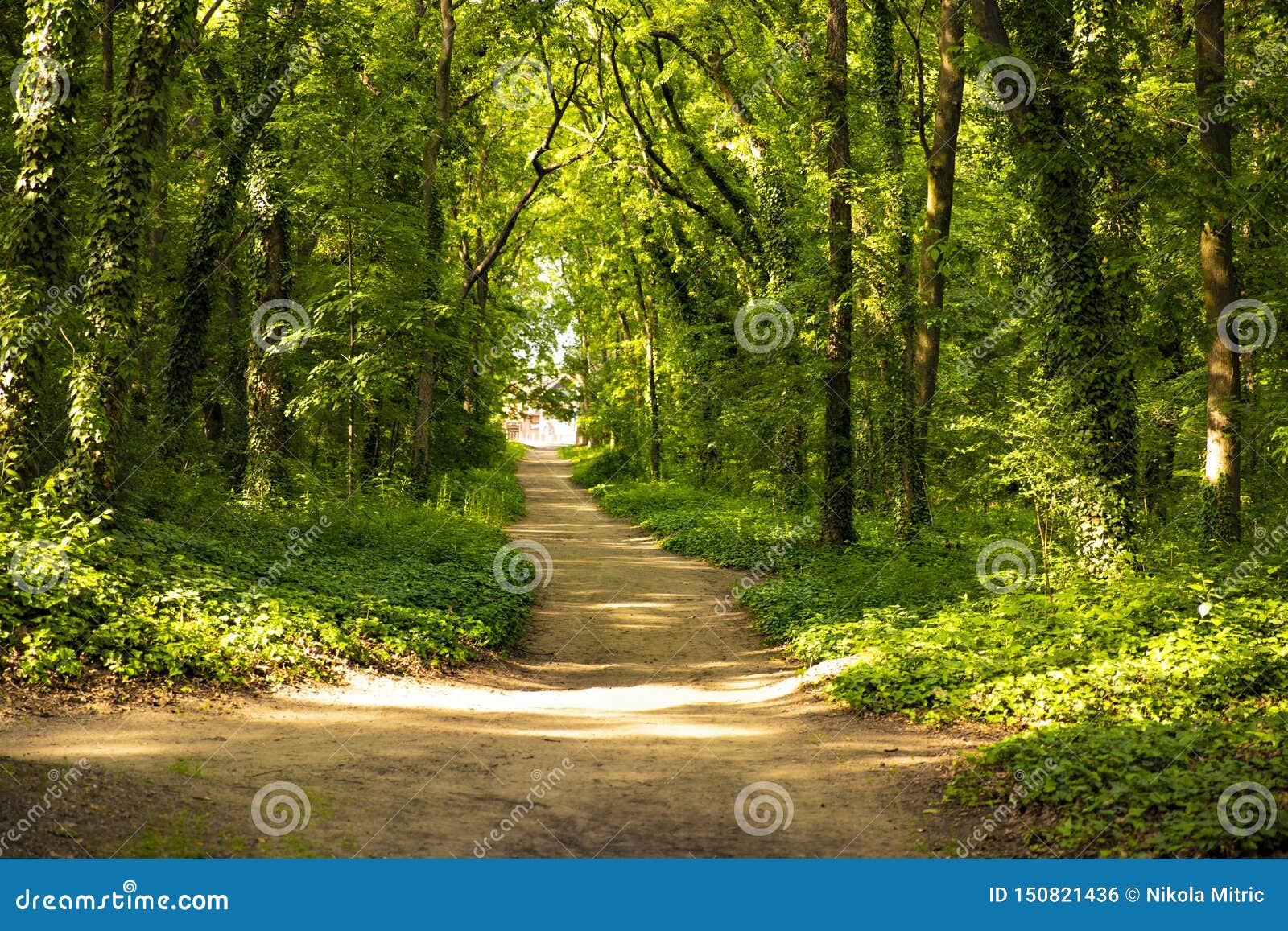 A Beautiful Forest Path On A Way Home In The Green Woods Stock Photo