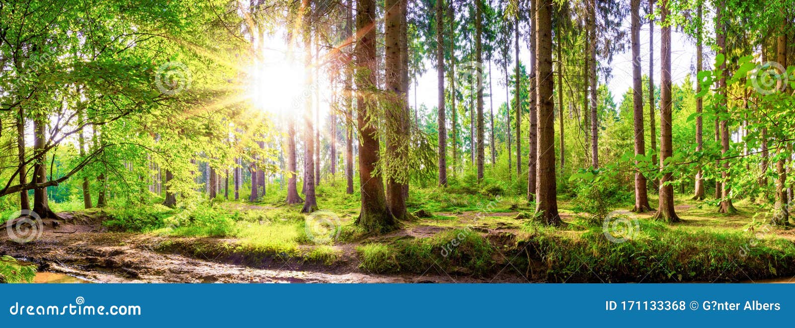 Forest With Bright Sun Shining Through The Trees Stock Photo Image Of