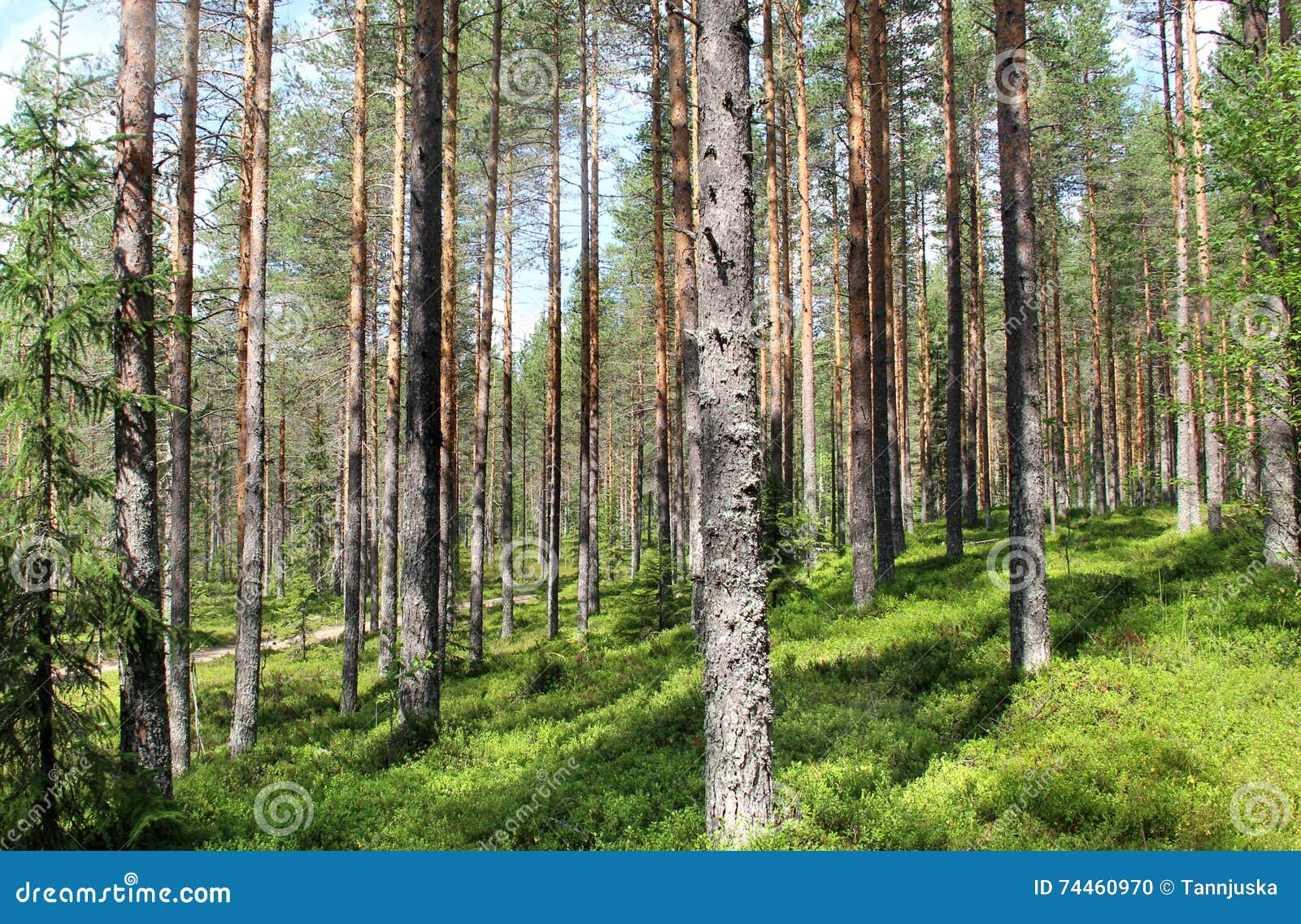 Beautiful Forests of Finland Stock Photo Image of forests, island