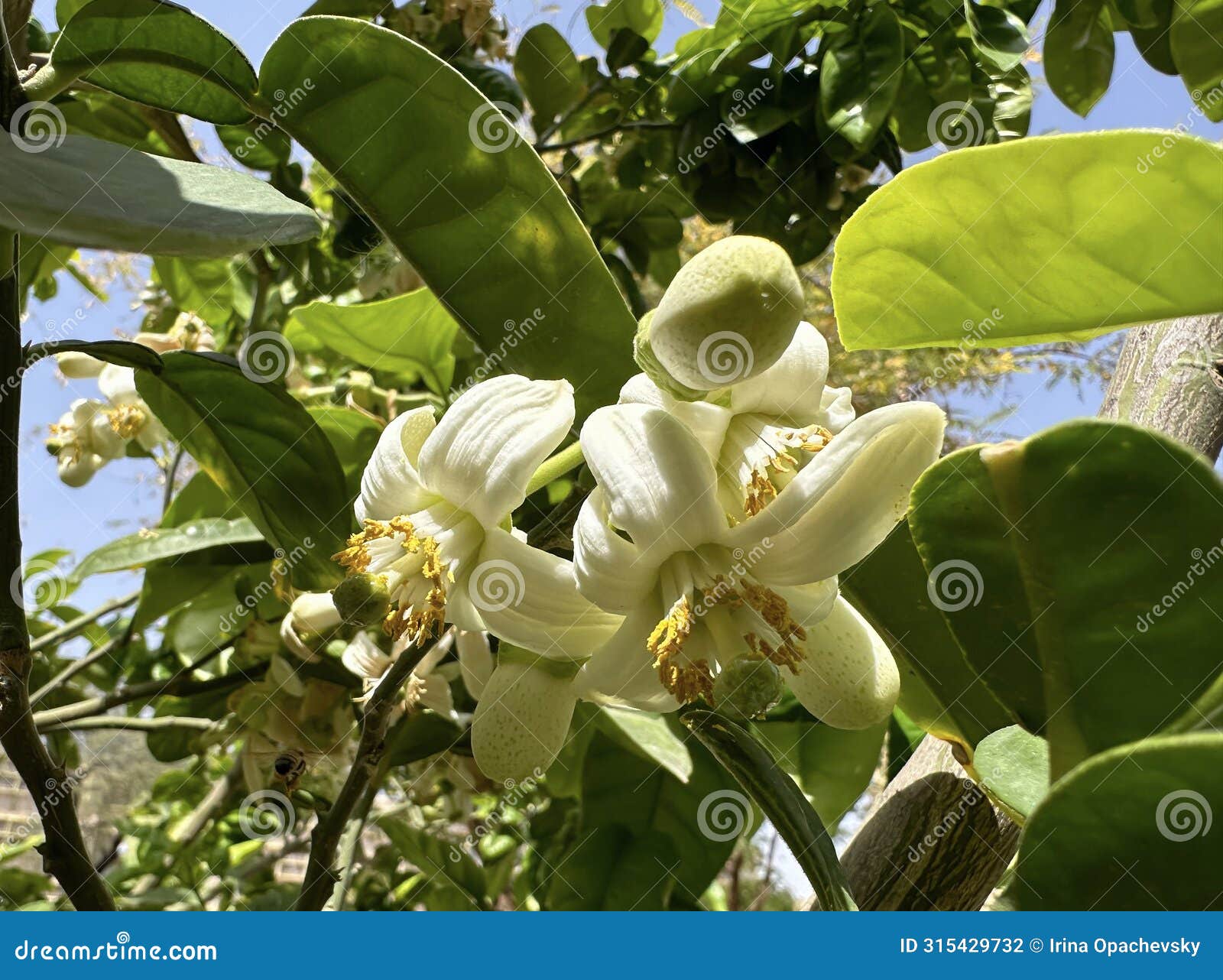 flowering pomelo tree (lat.- citrus maxima