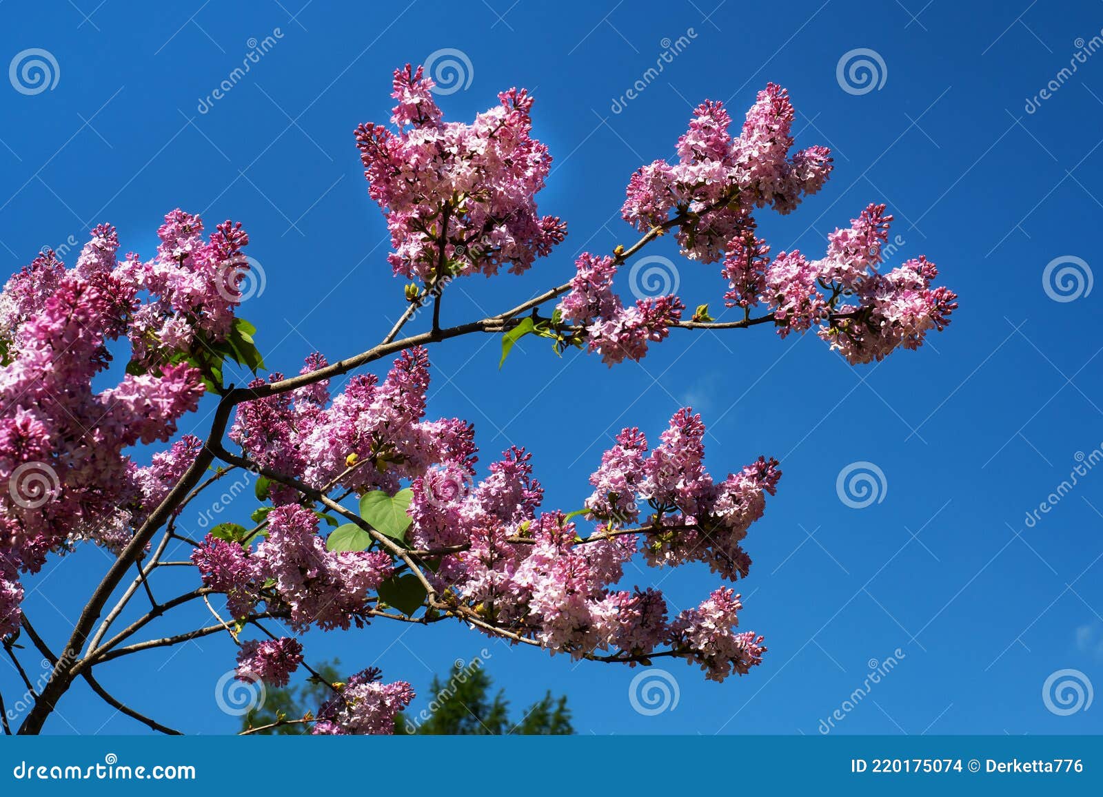 beautiful fragrant lilac flowers siringa vulgaris bloom on the trees in the city park