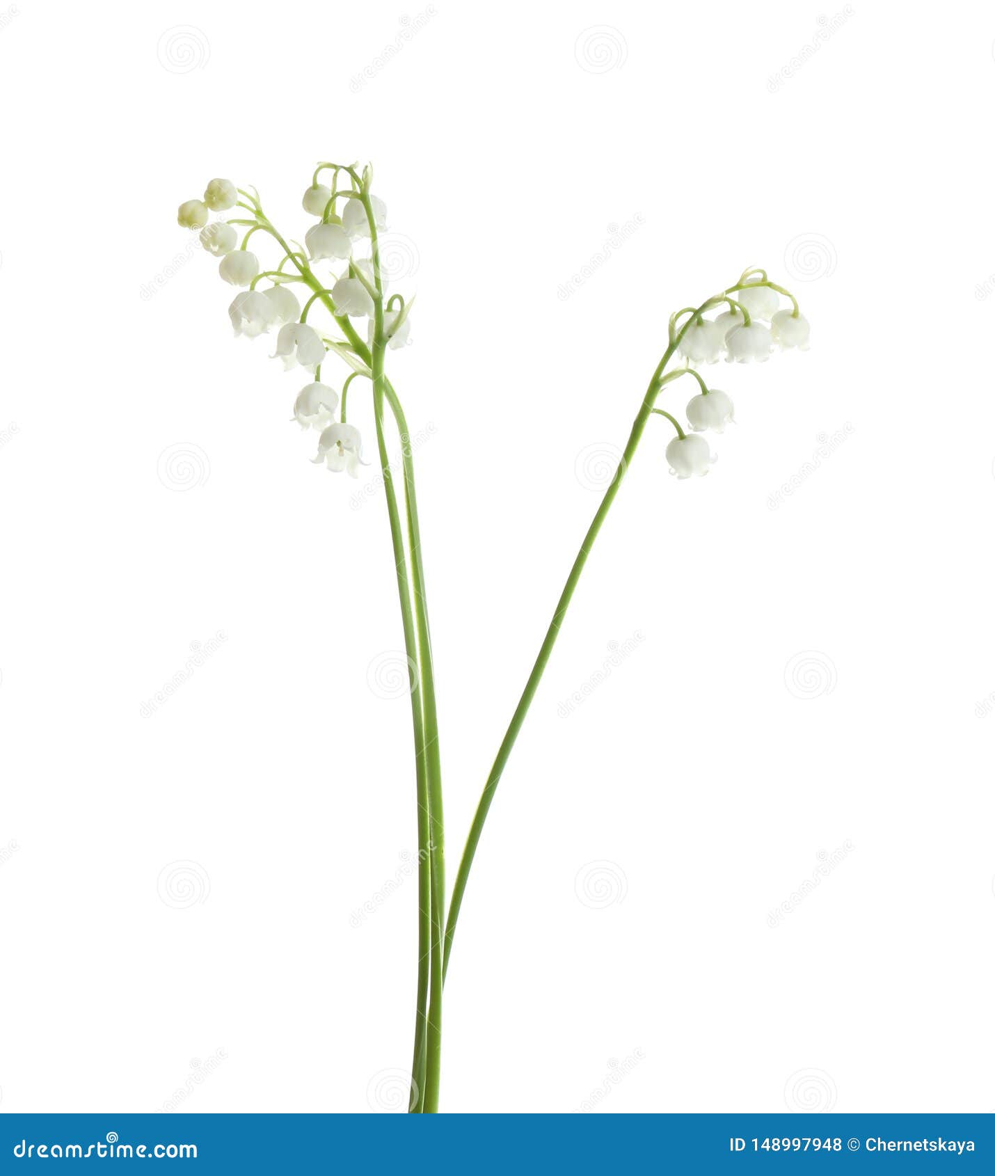 Beautiful Fragrant Lily Of The Valley Flowers Stock Photo Image of