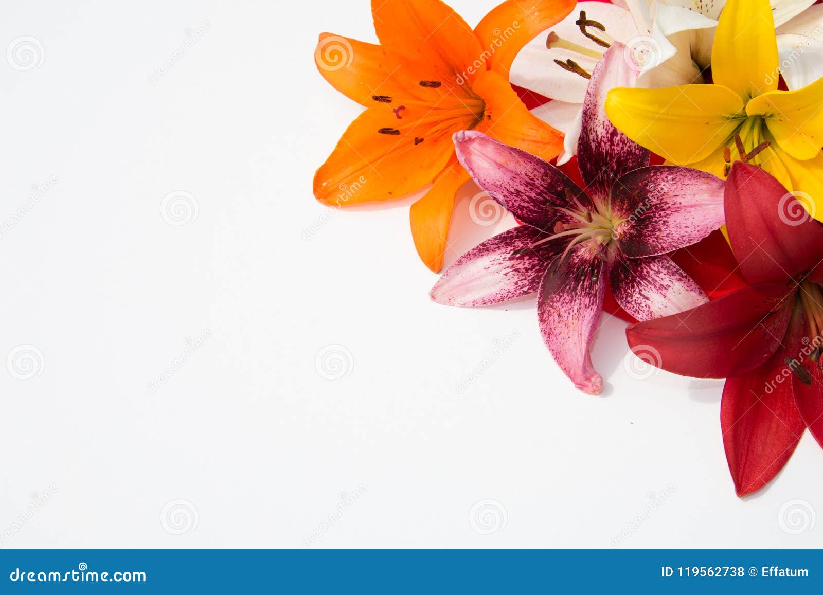 Beautiful Fresh Flowers. Tenderness and Pleasant Smell. Garden Lilies. Red  Background Stock Photo - Image of elegance, flower: 119562738