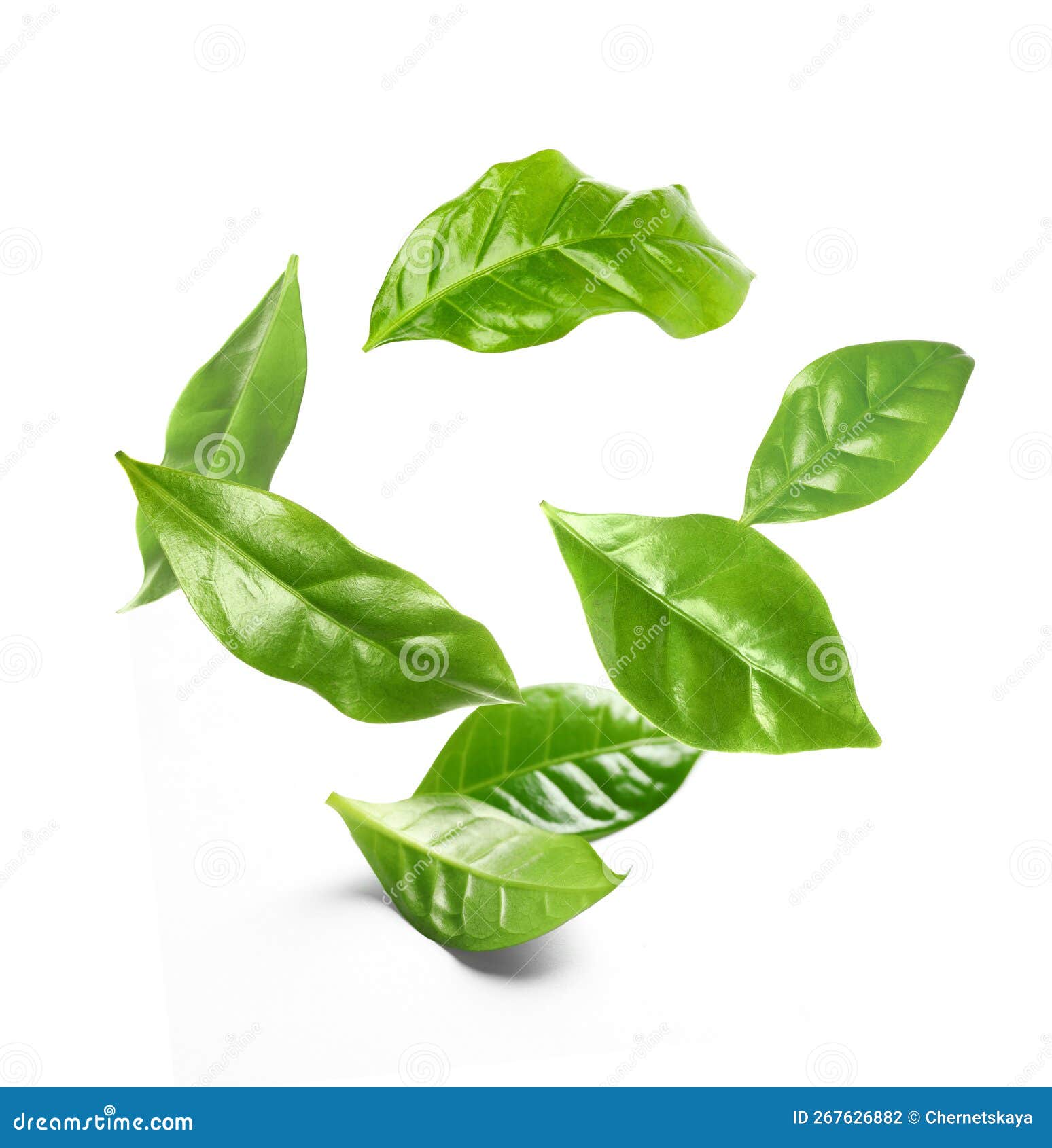 Beautiful Fresh Green Coffee Leaves Falling on White Background Stock