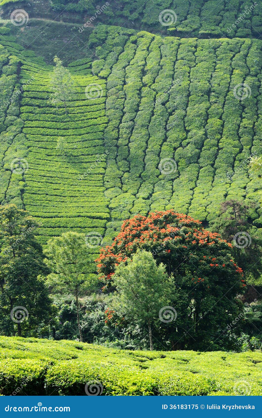 beautiful fresh green tea gardens in munnar,western ghats,india