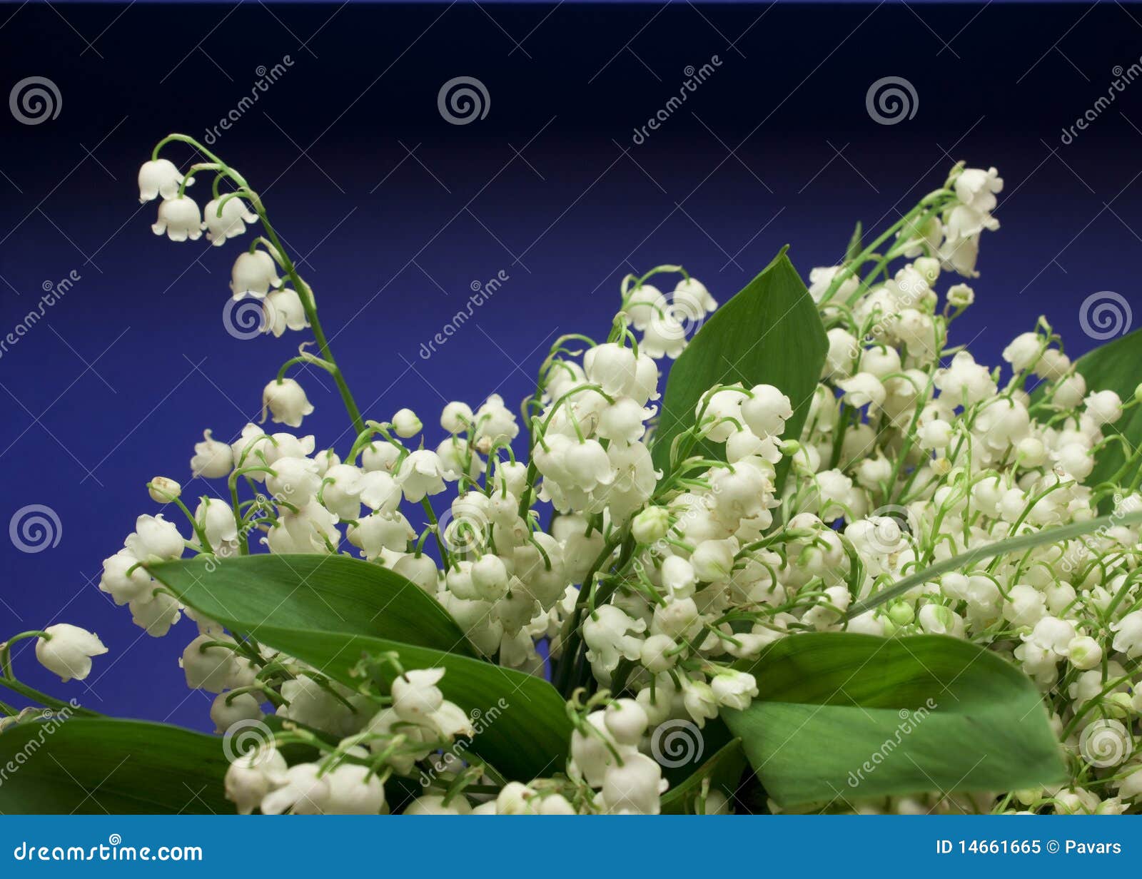 Beautiful Fresh Lilyofthevalley Flowers Stock Image Image of close