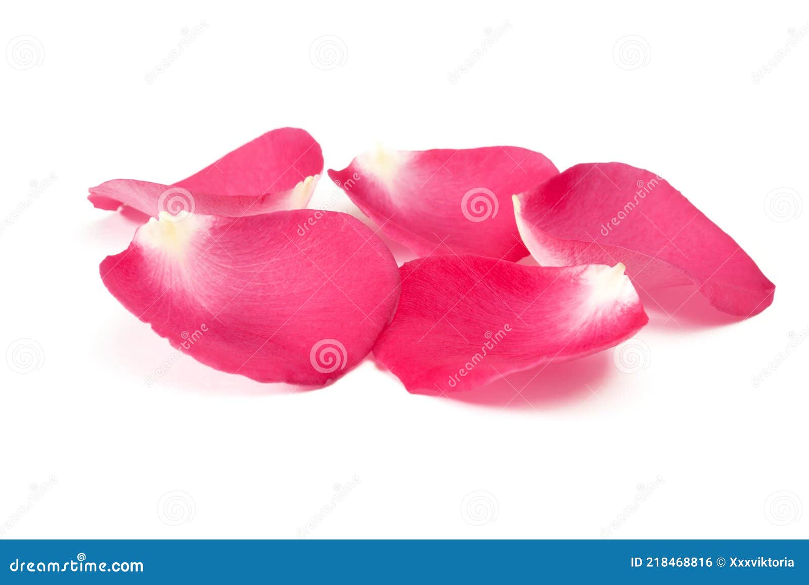 Beautiful Fresh Red Rose Petals Isolated on White Background Stock