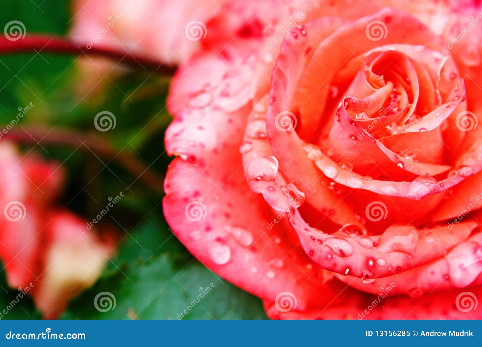 Beautiful fresh roses stock image. Image of floral, botanical 13156285