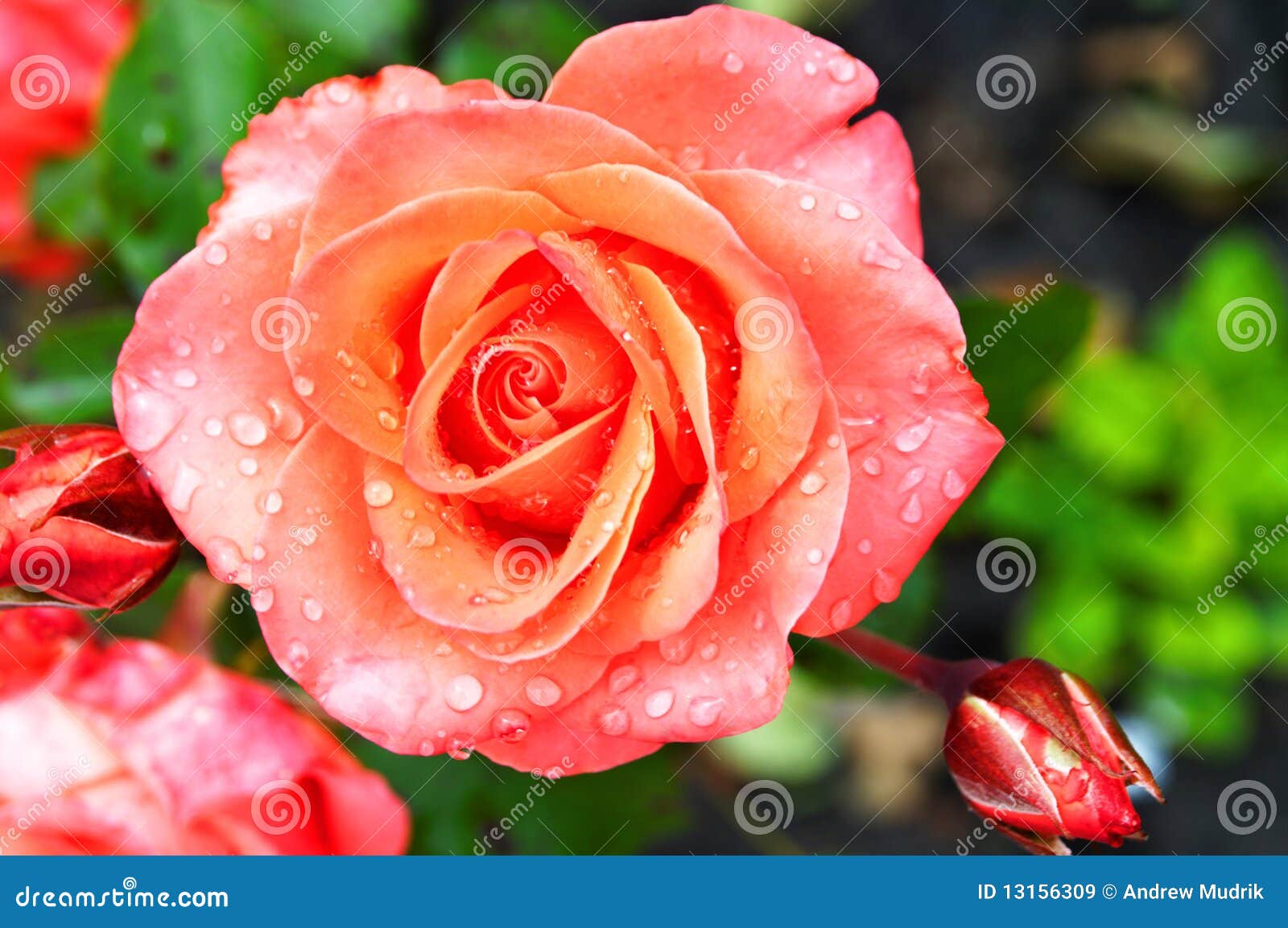 Beautiful fresh roses stock image. Image of plant, pink 13156309