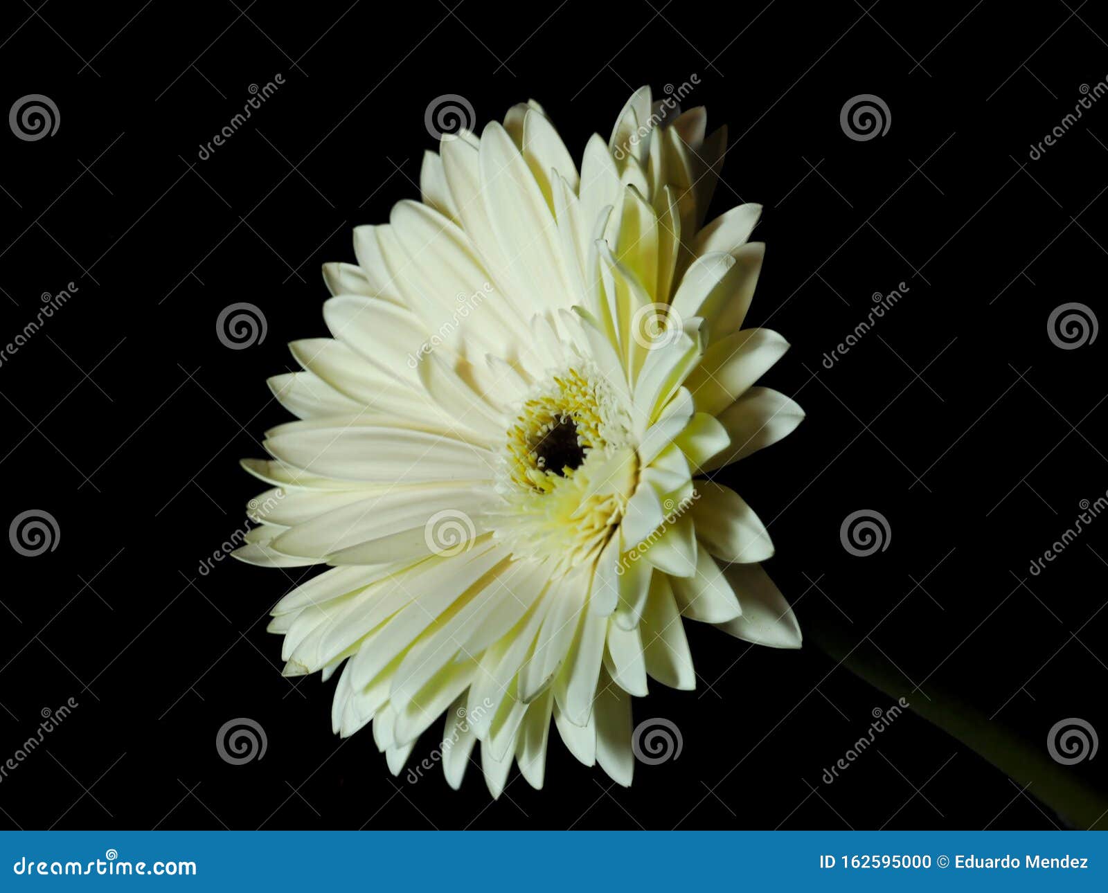 chrysanthemum on black background