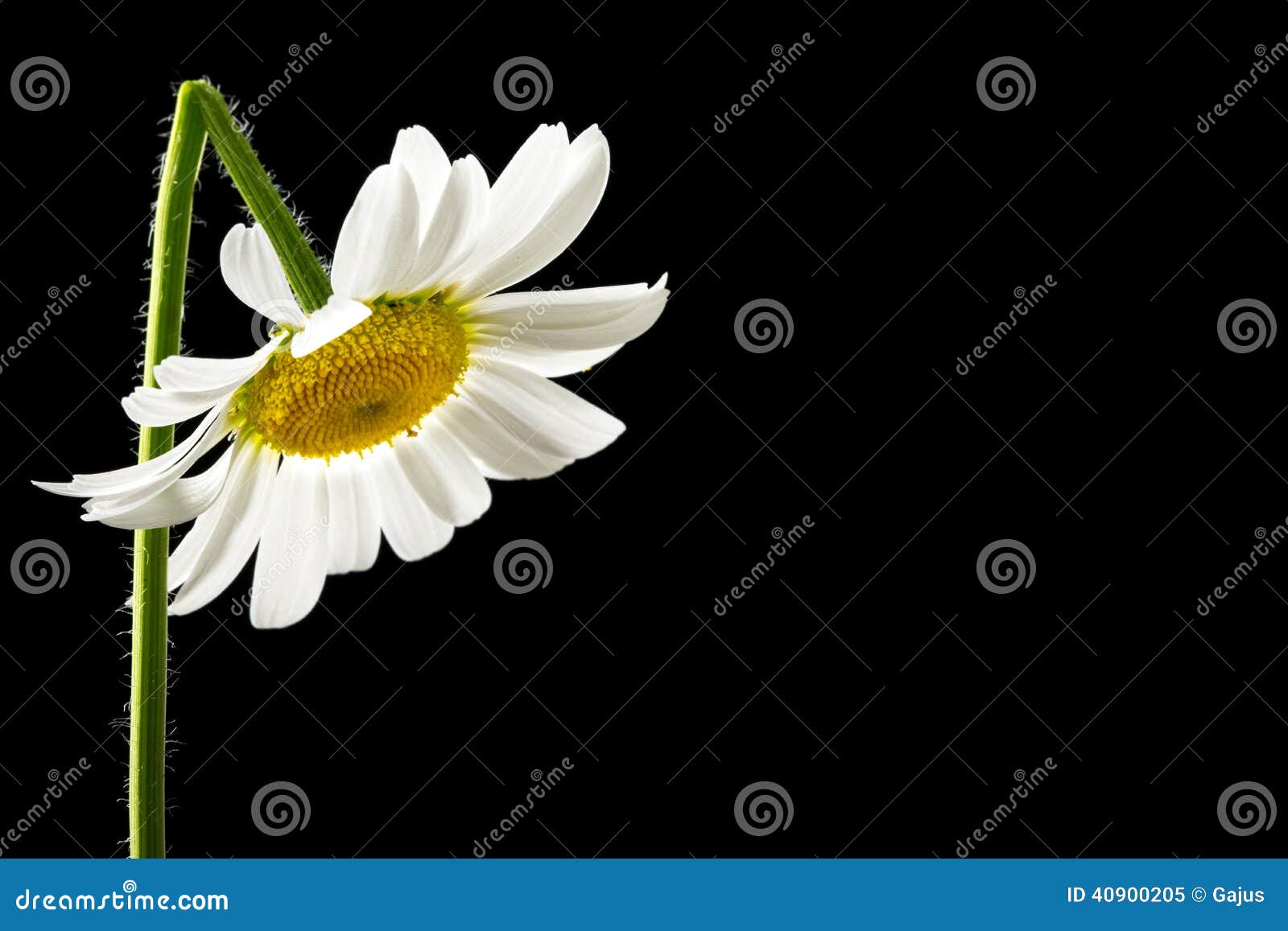 beautiful fresh white summer daisy