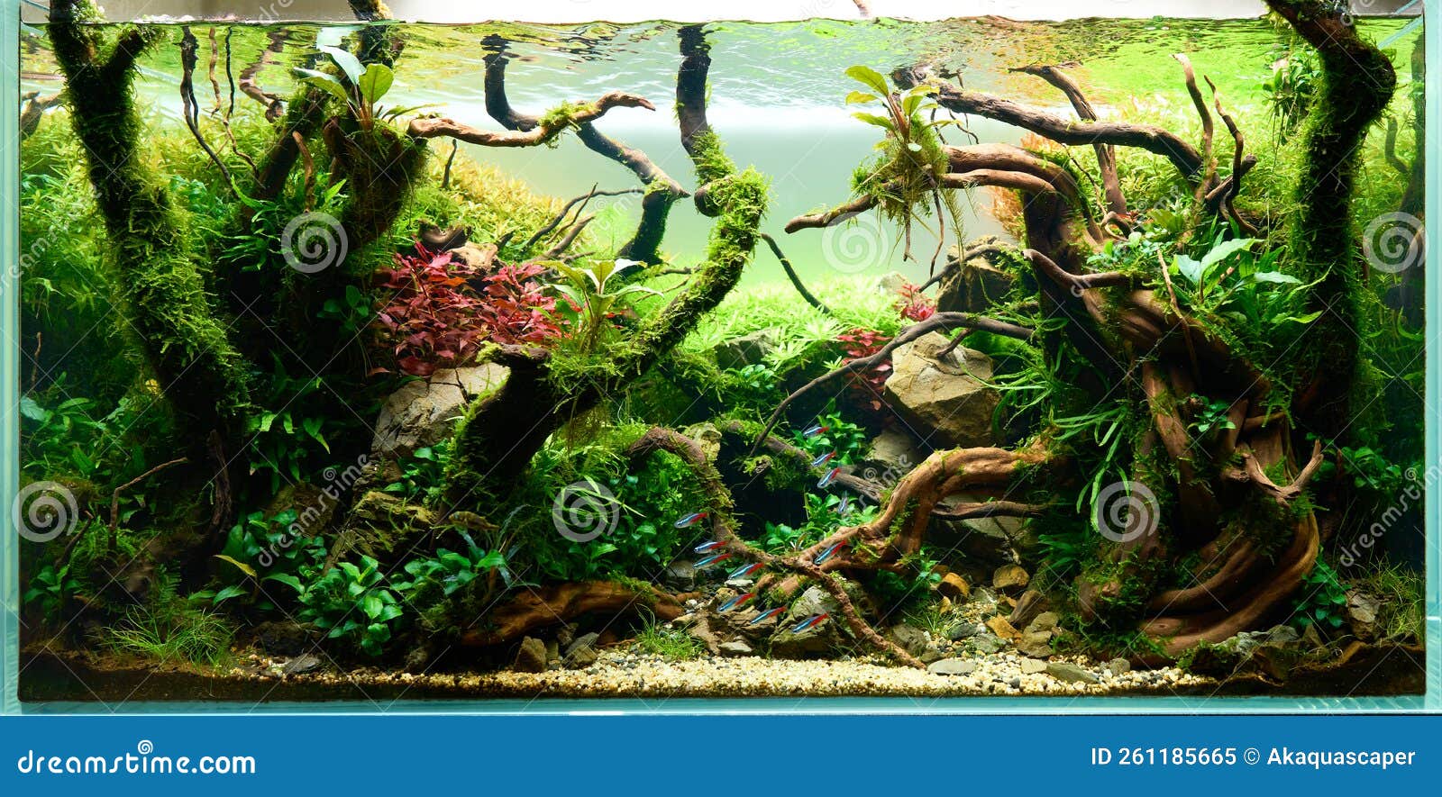 beautiful freshwater aquascape with live aquarium plants