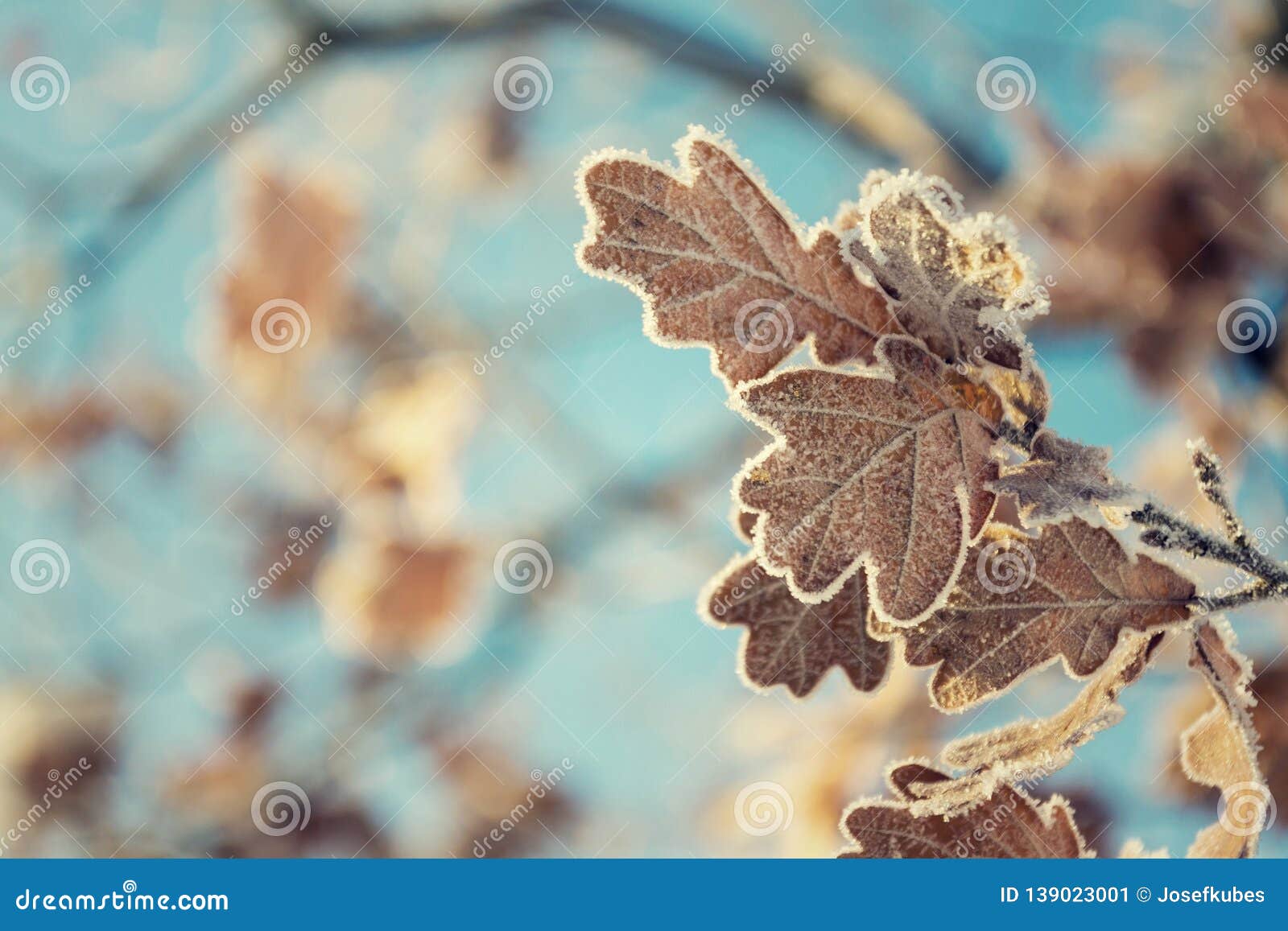 beautiful frosty oak tree leave on peaceful sunny winter day against clear blue sky background