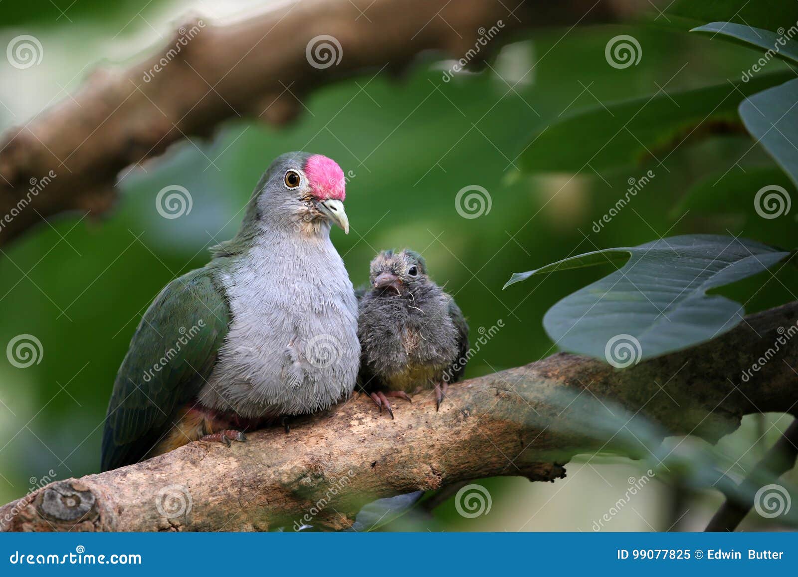 Beautiful fruit dove stock image. Image of dove, forest 99077825