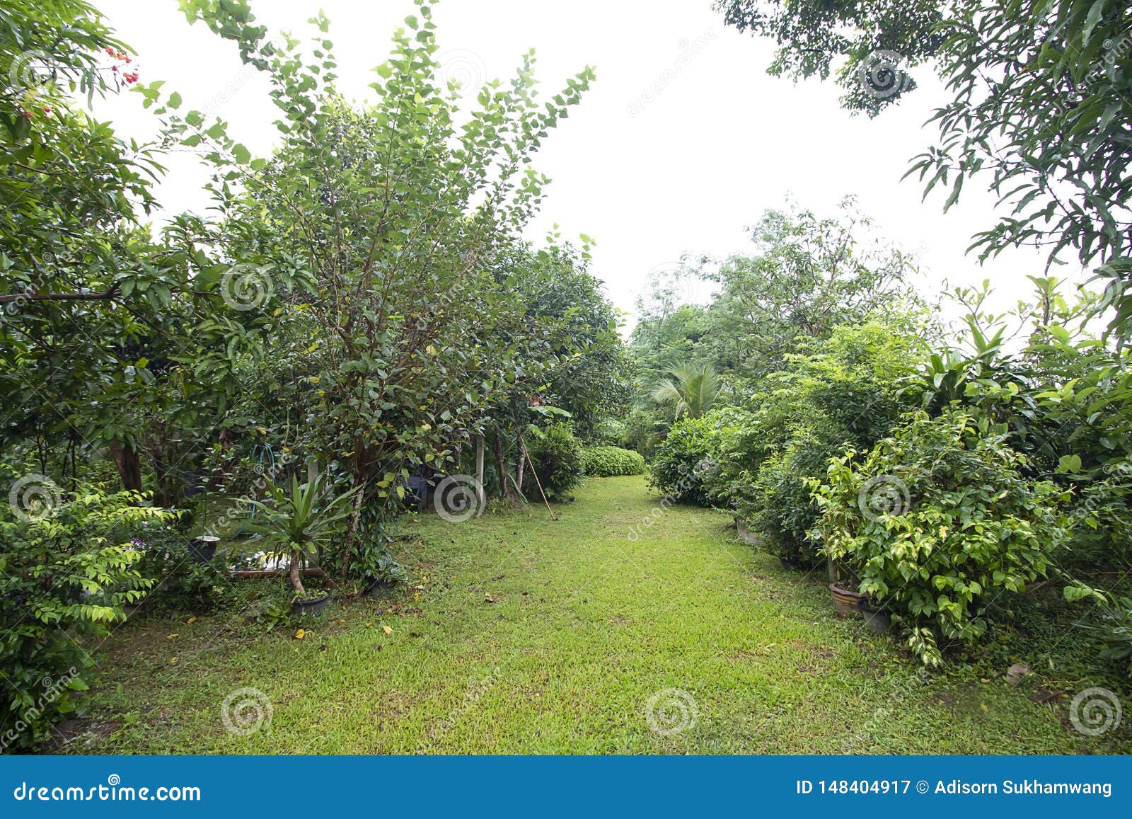 Beautiful Fruit Garden With Lawn And Walkway Stock Image Image Of