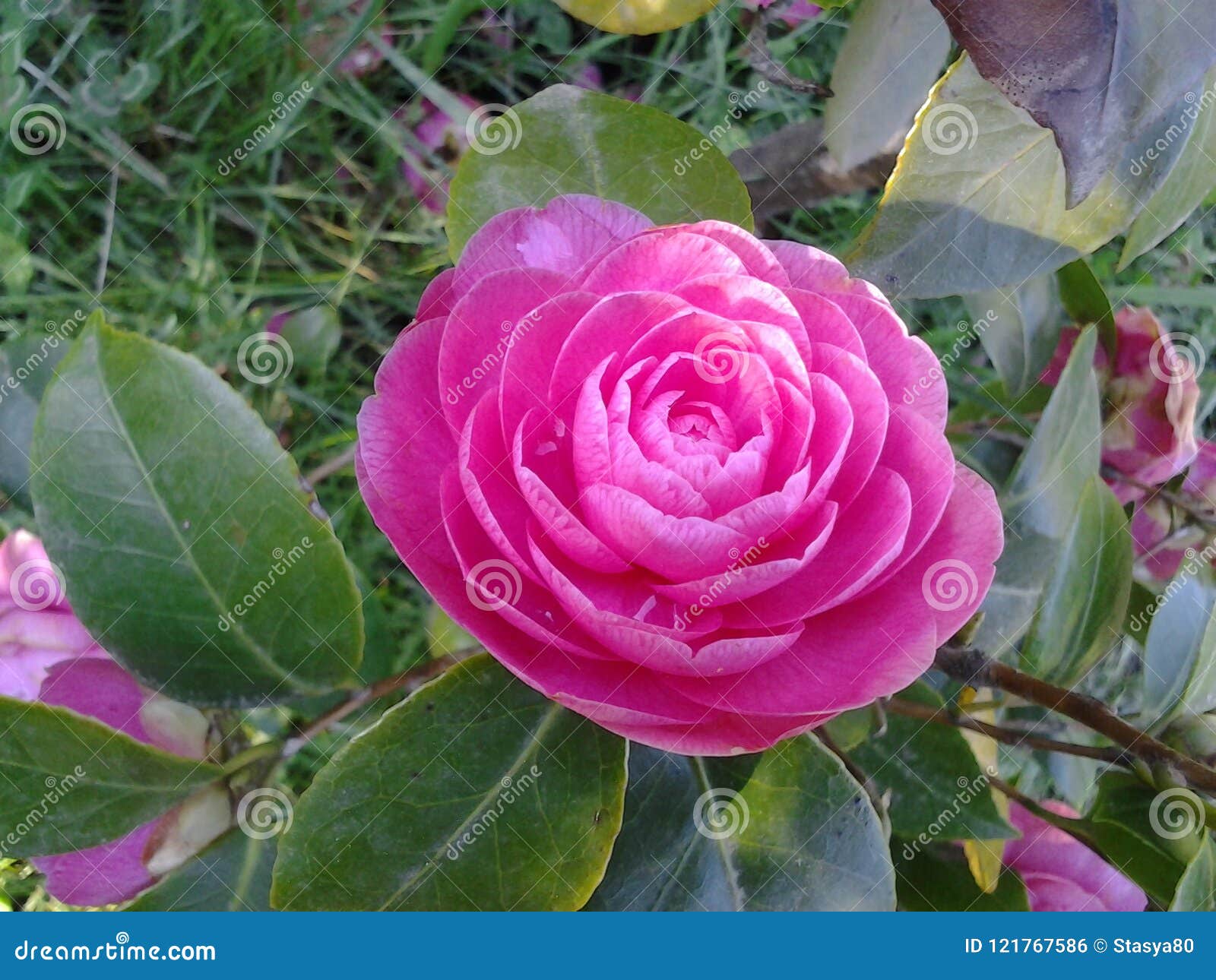A Beautiful Fuchsia Camellia in a Garden Stock Photo - Image of symmetry,  colour: 121767586